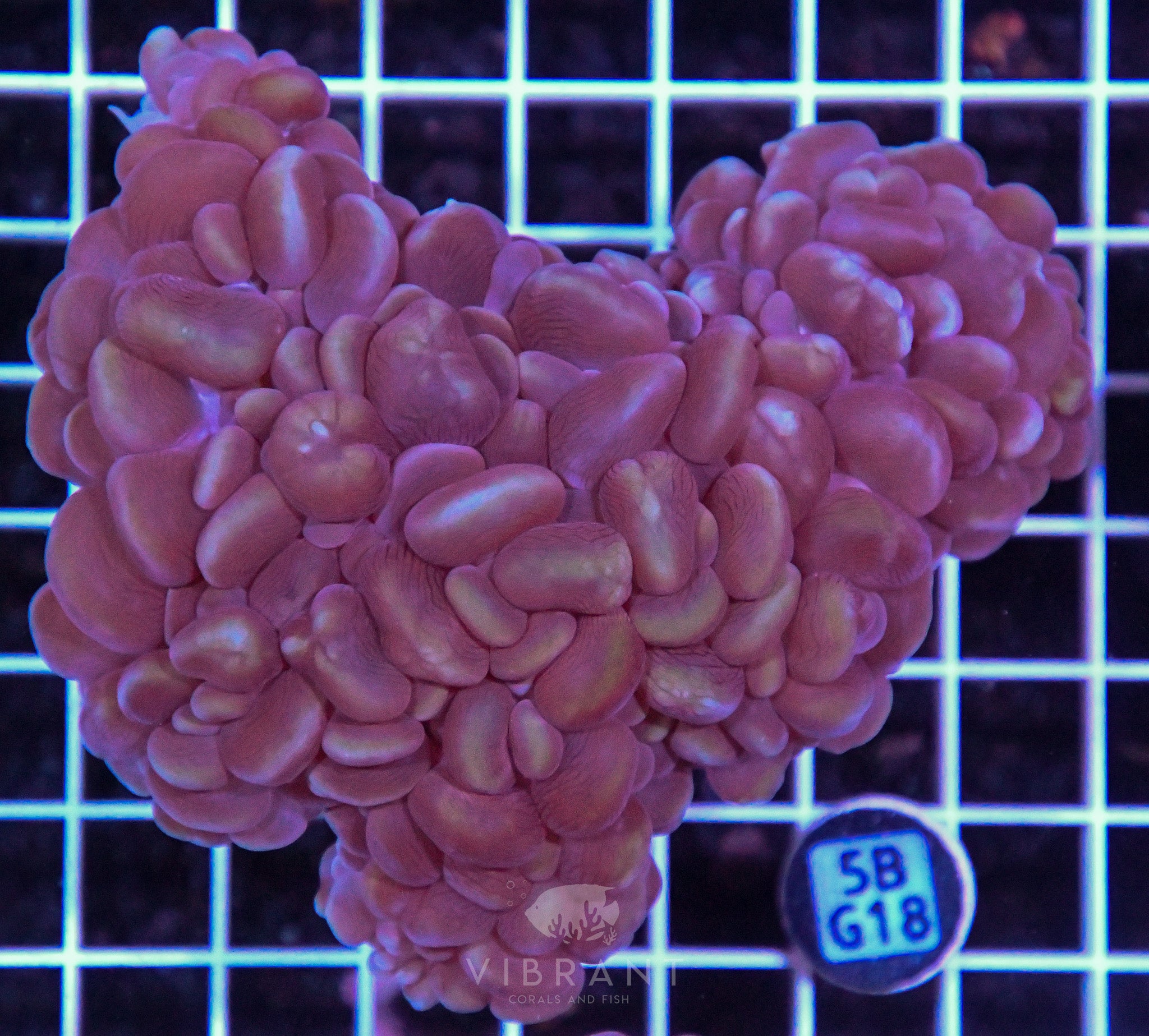 Bubble Coral AUS