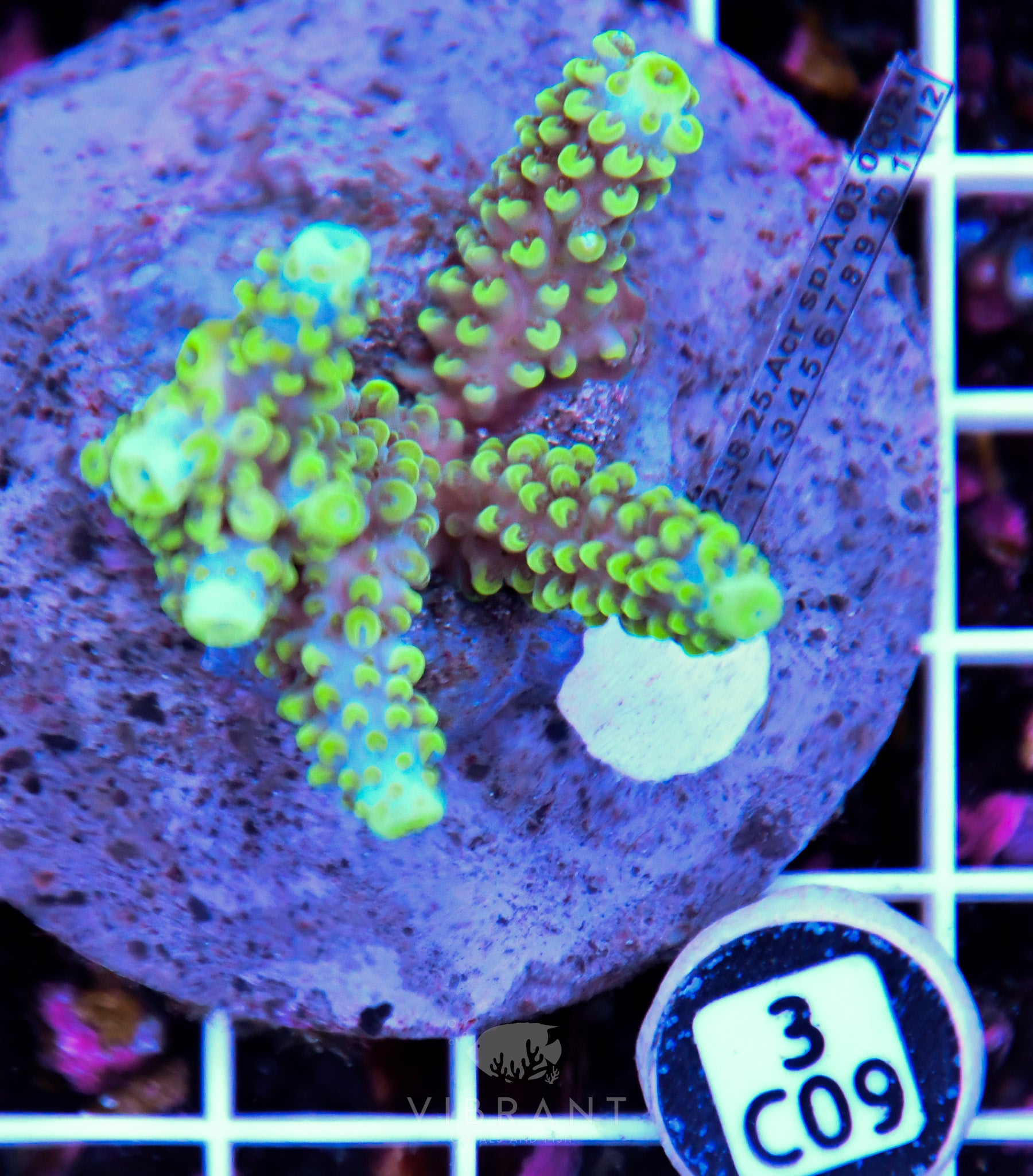 Acro INDO