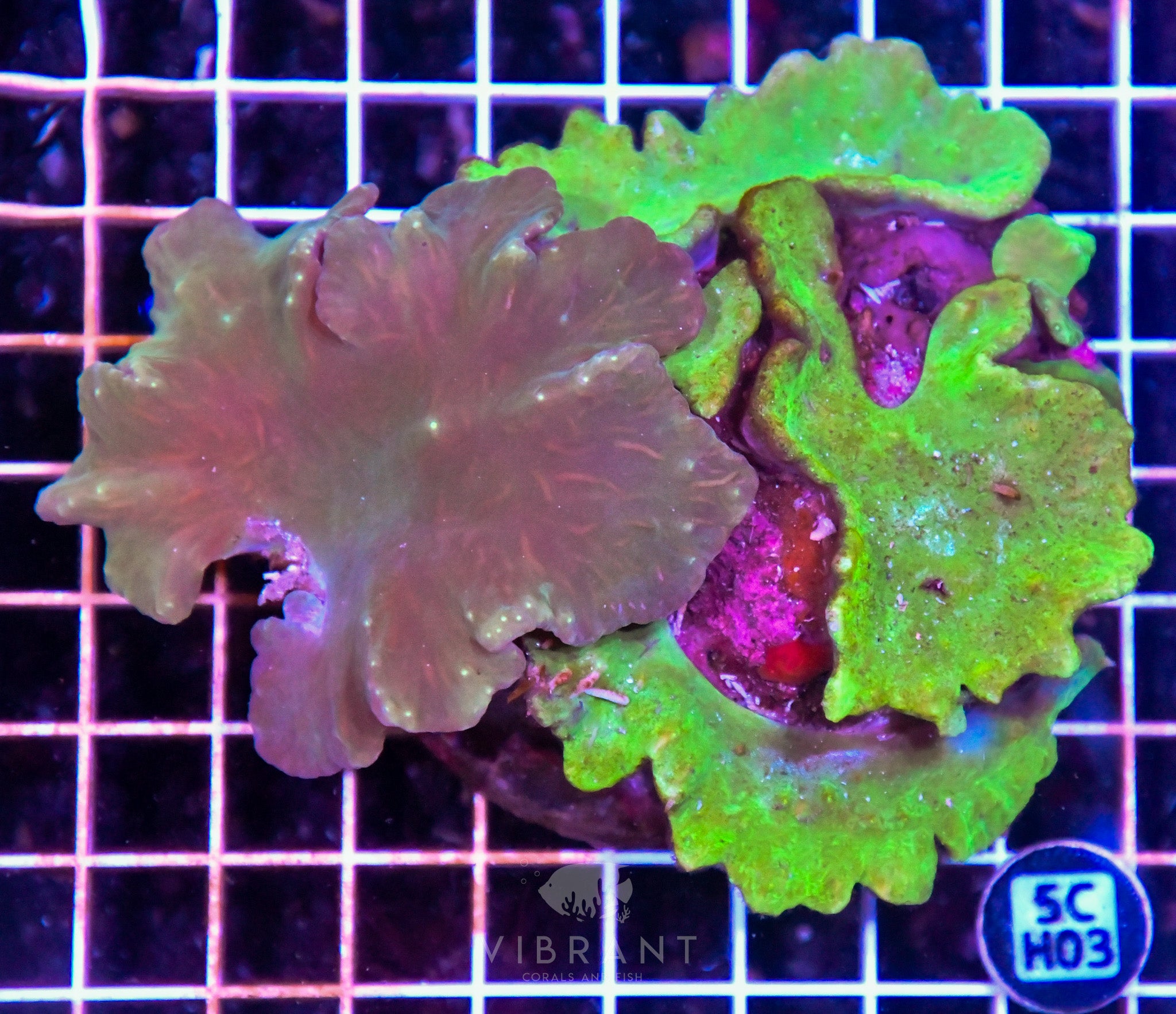 Cabbage Coral INDO