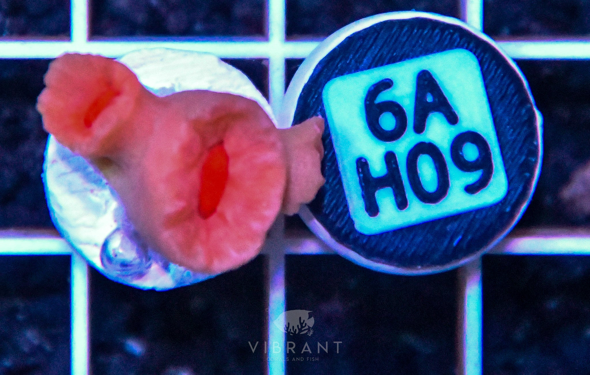 Dendro Fat Head ASIAN