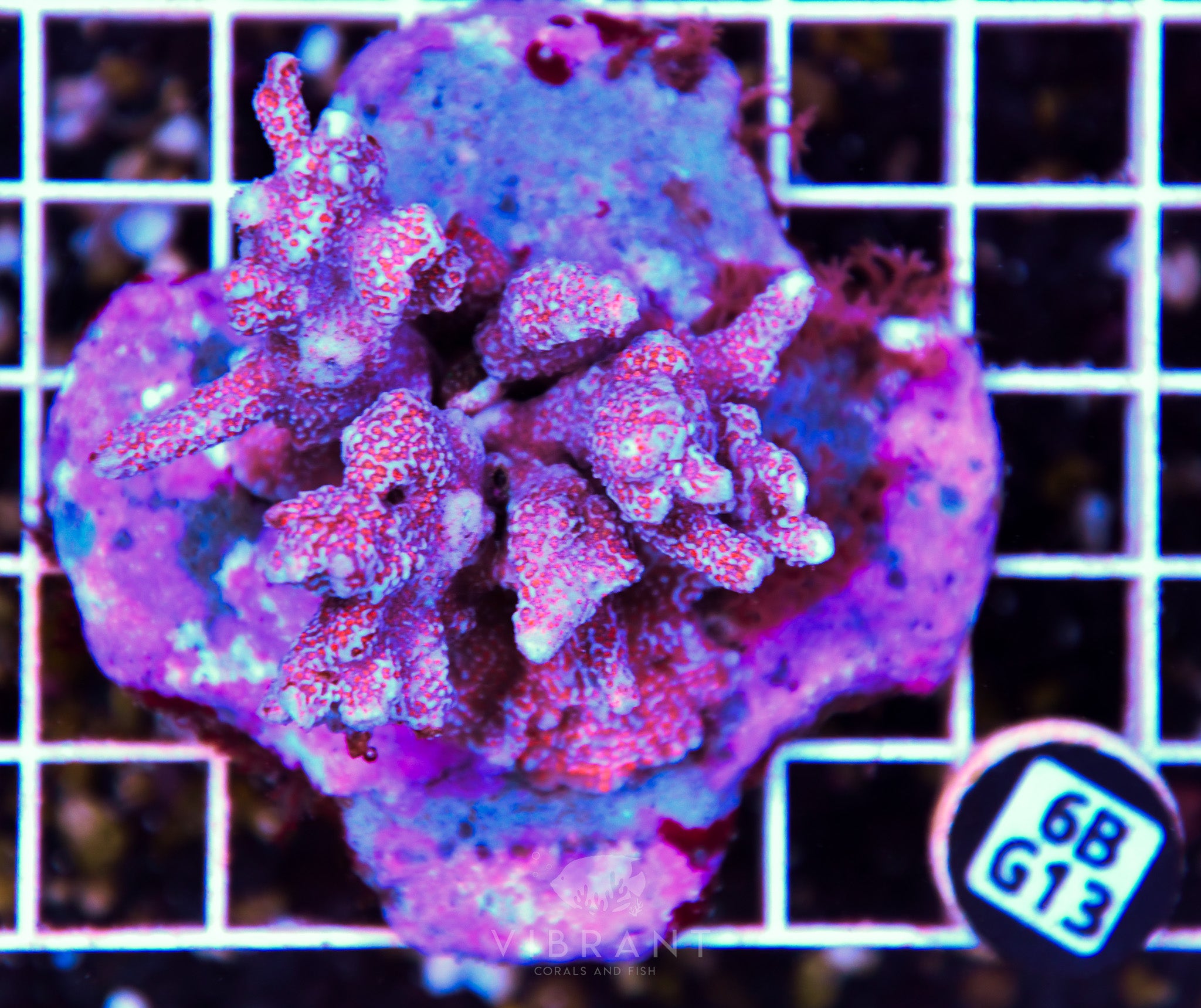 Montipora Digitata INDO