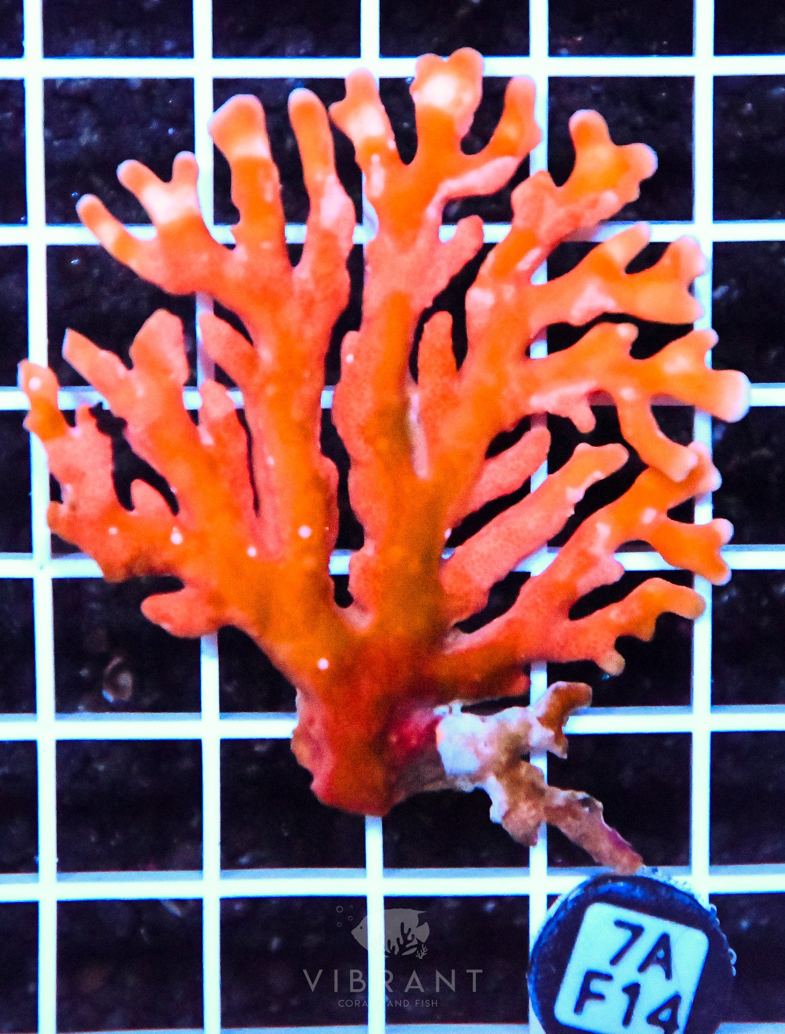 Lace Coral AUS