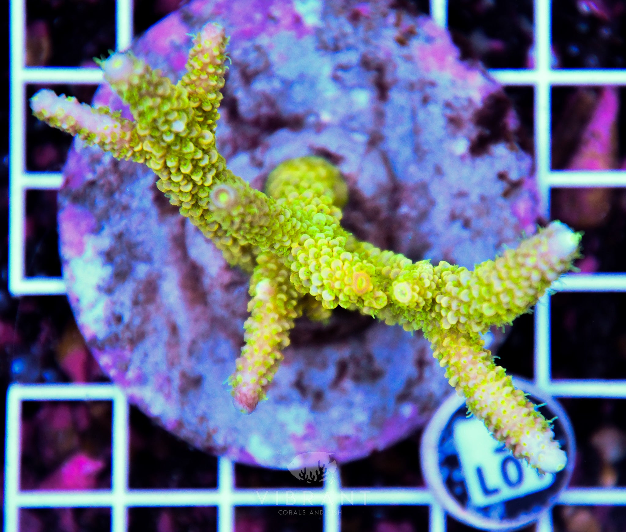 Acro INDO