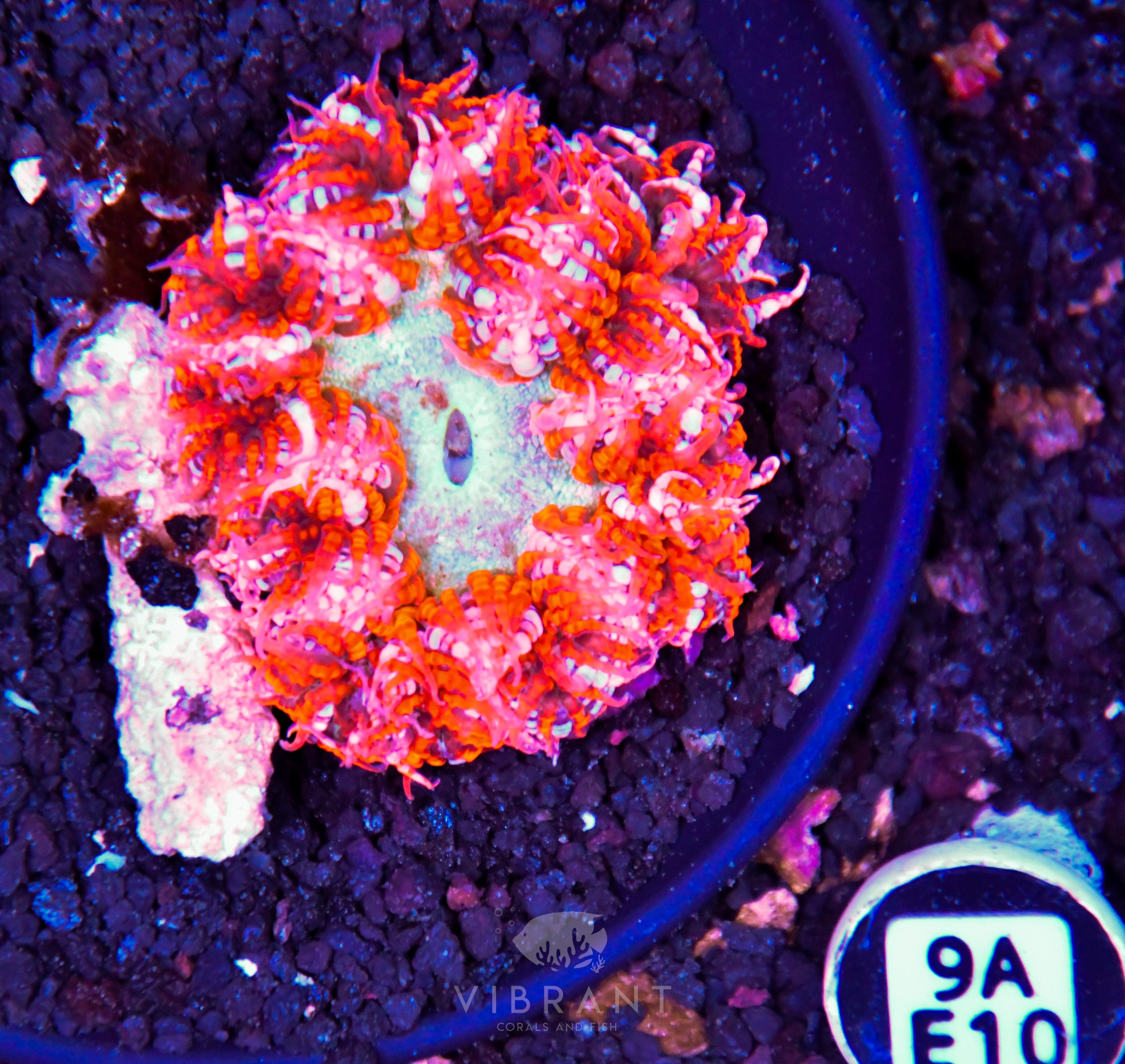 Rock Flower Anemone