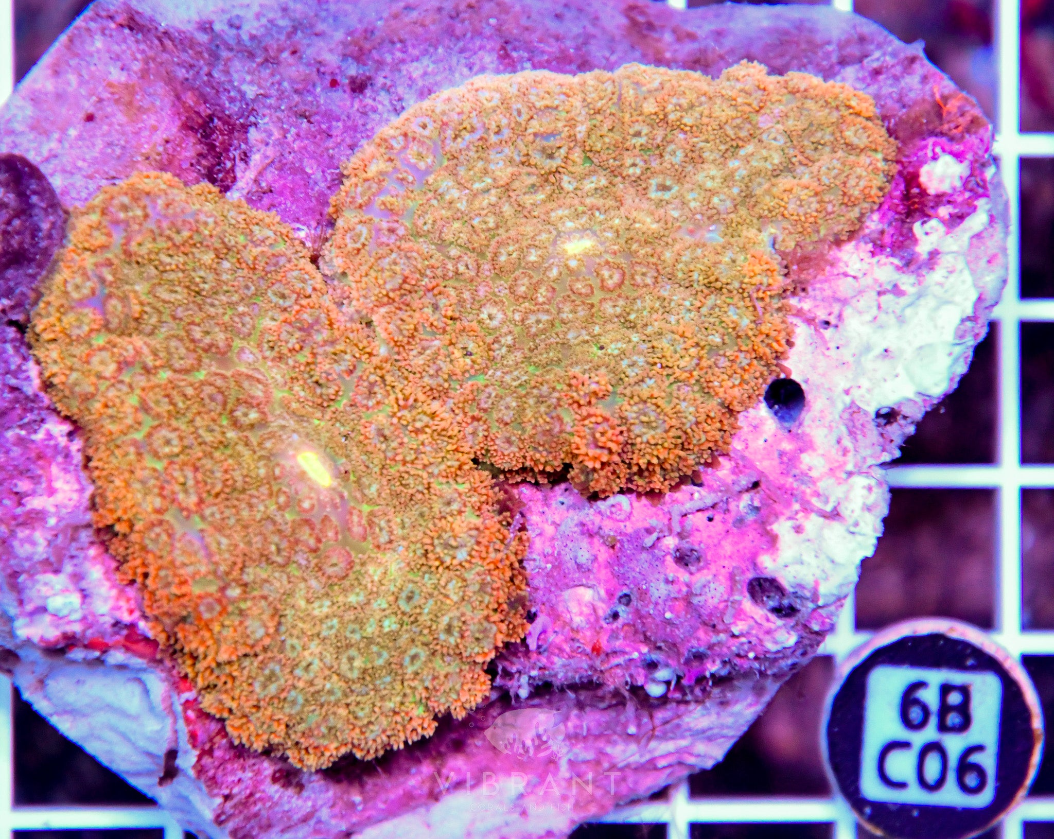 Mushroom INDO