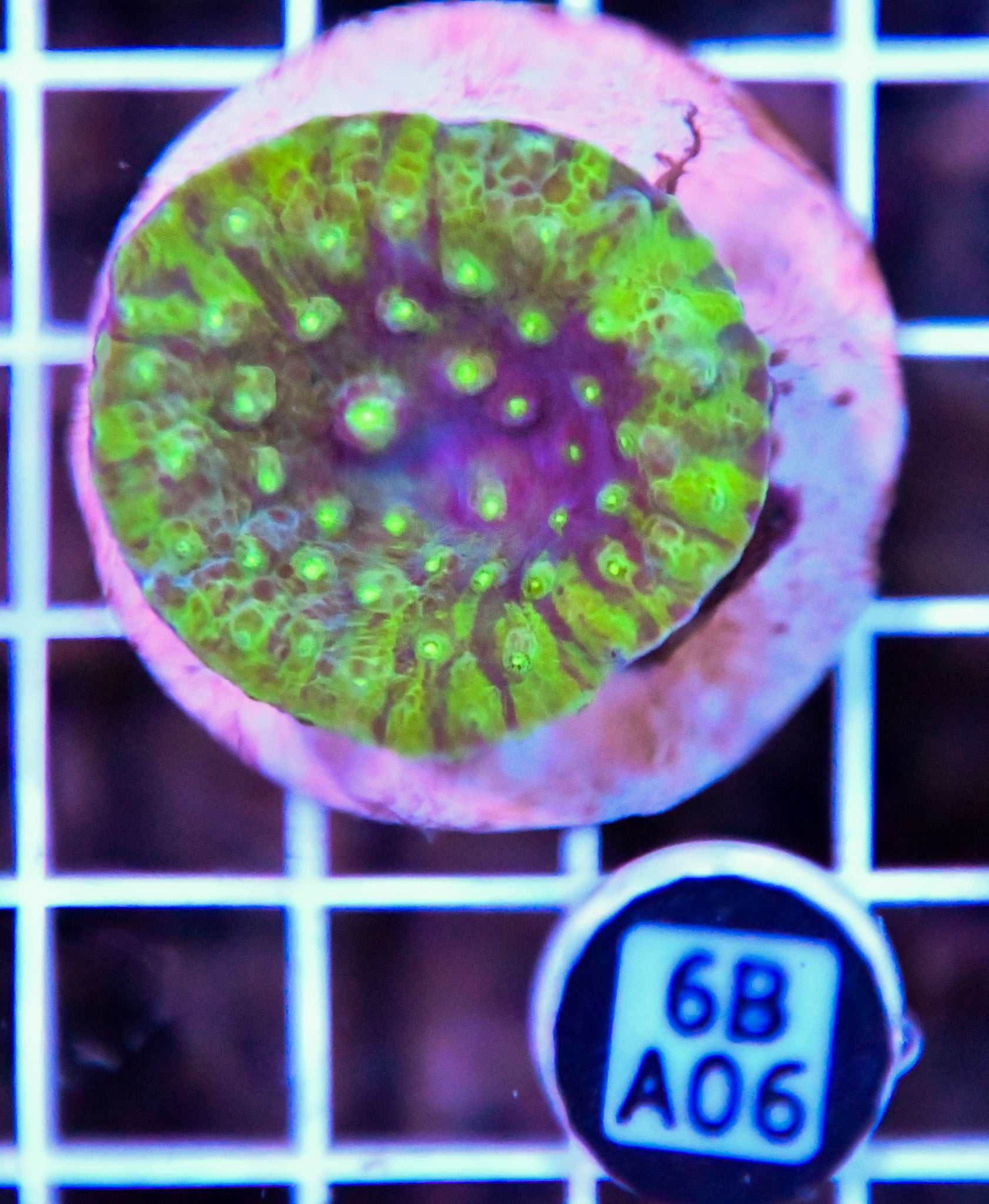 Turbinaria AUS