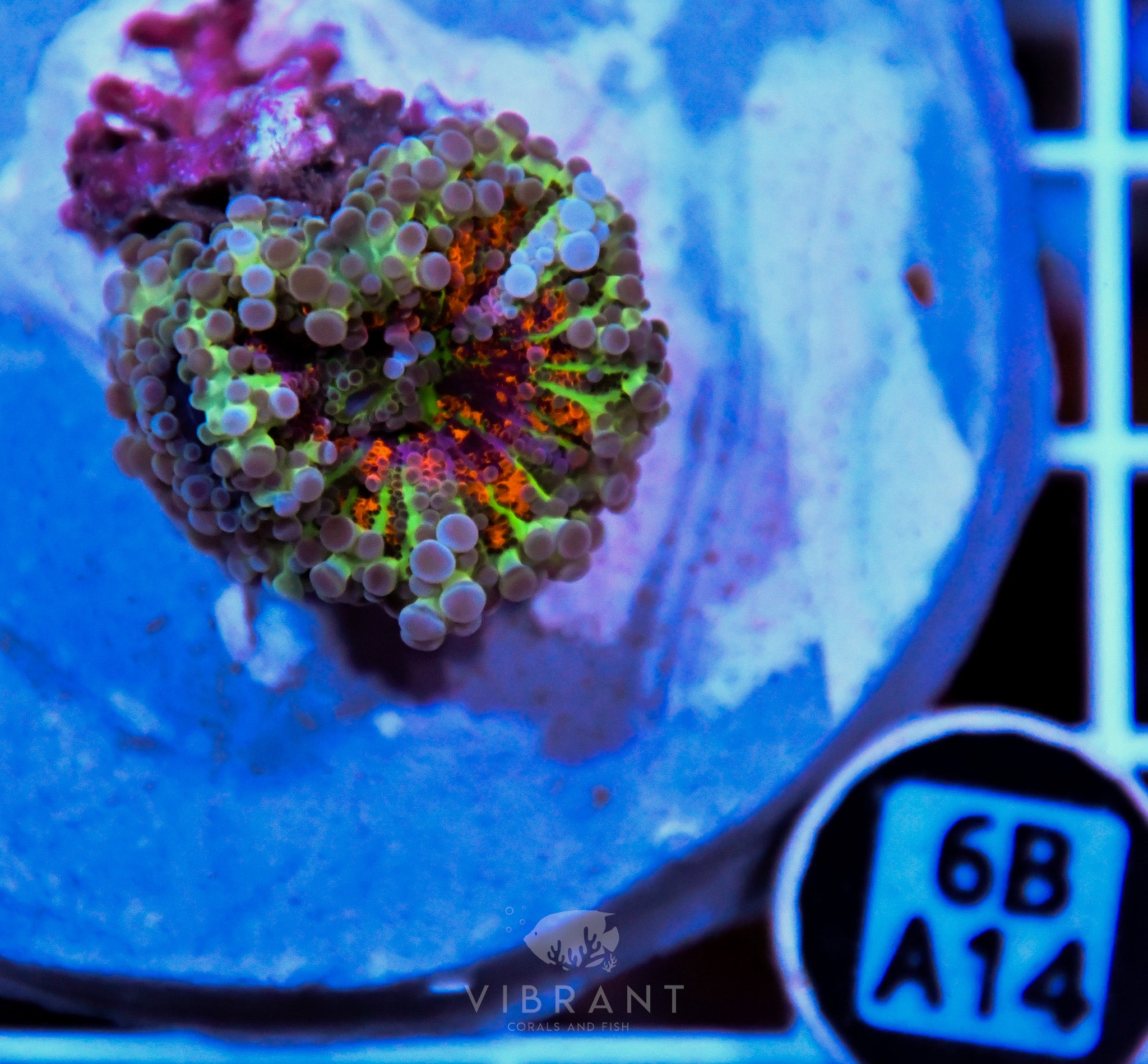Mushroom INDO