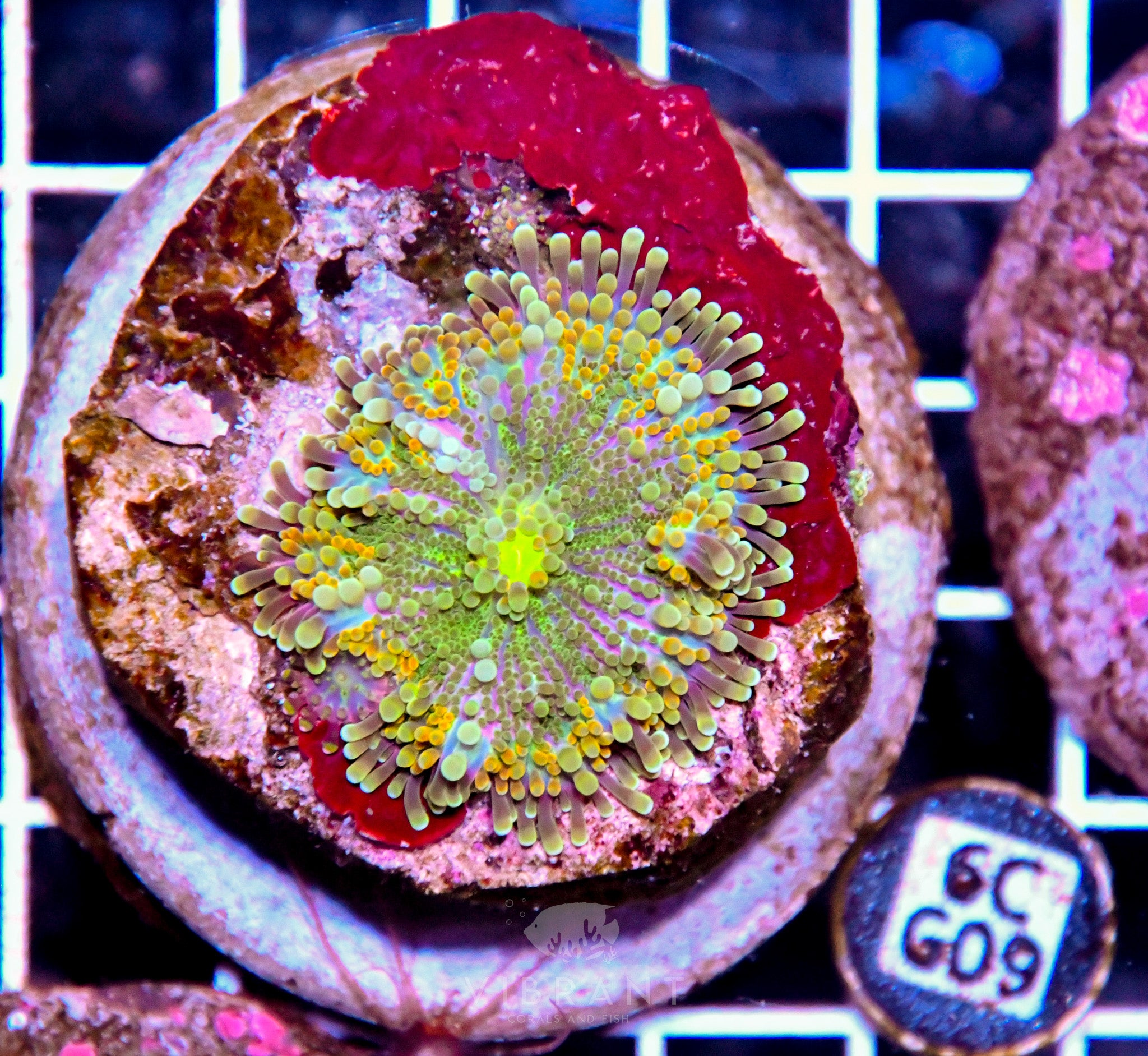 Mushroom INDO