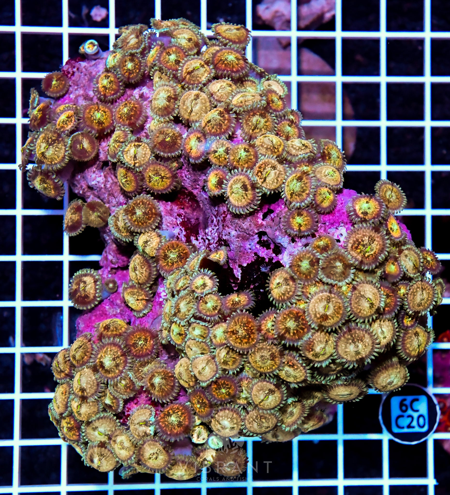 Zoa INDO W