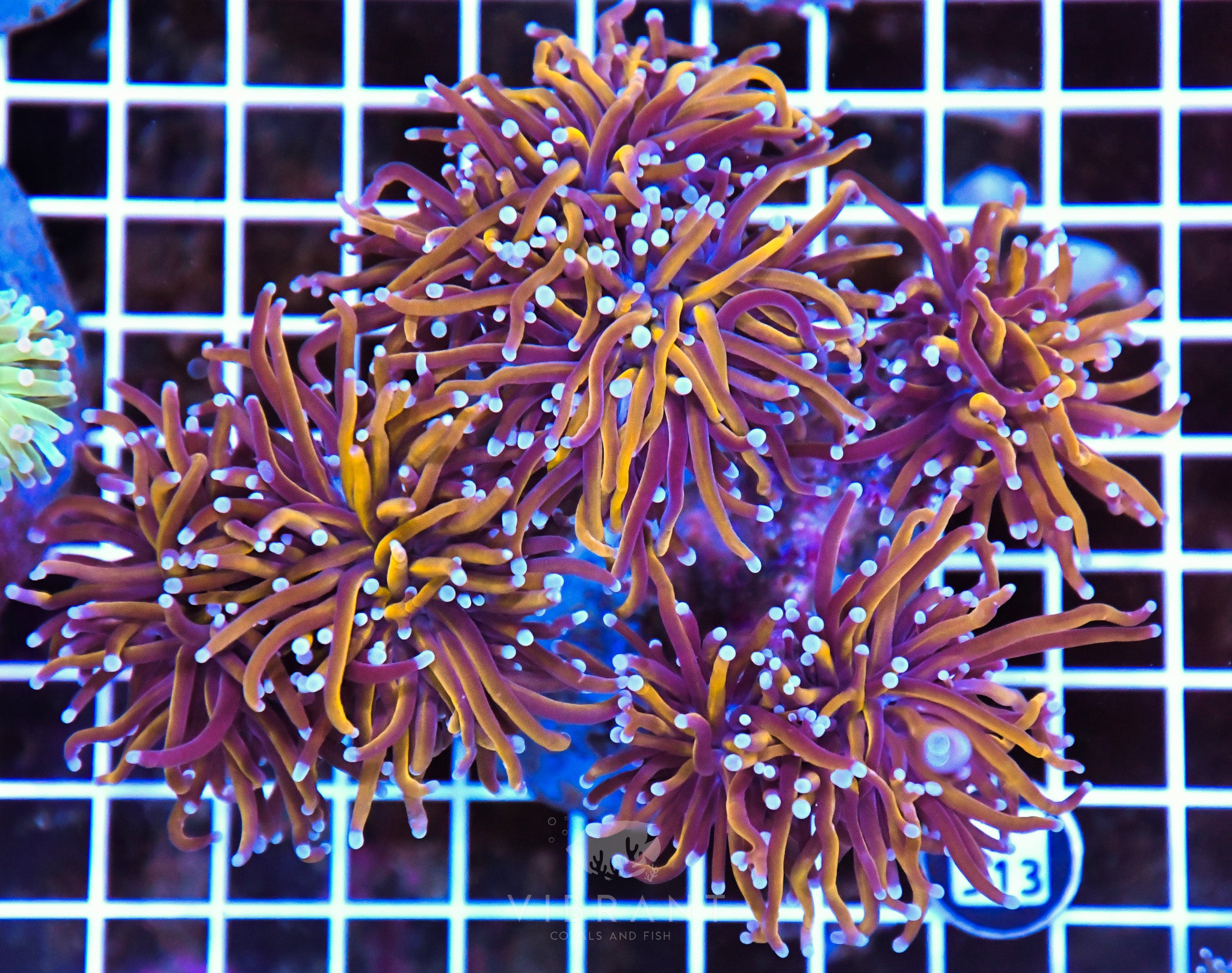 Torch INDO