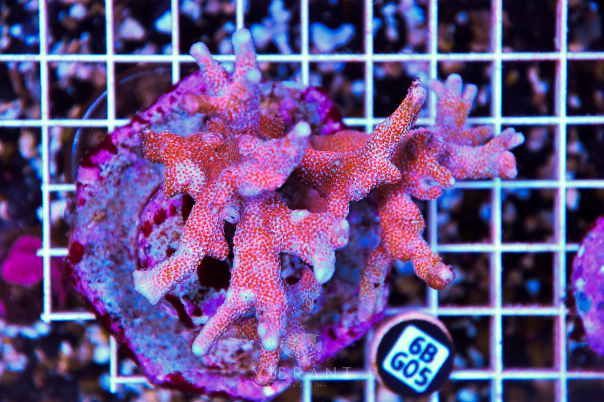 Montipora Digitata INDO