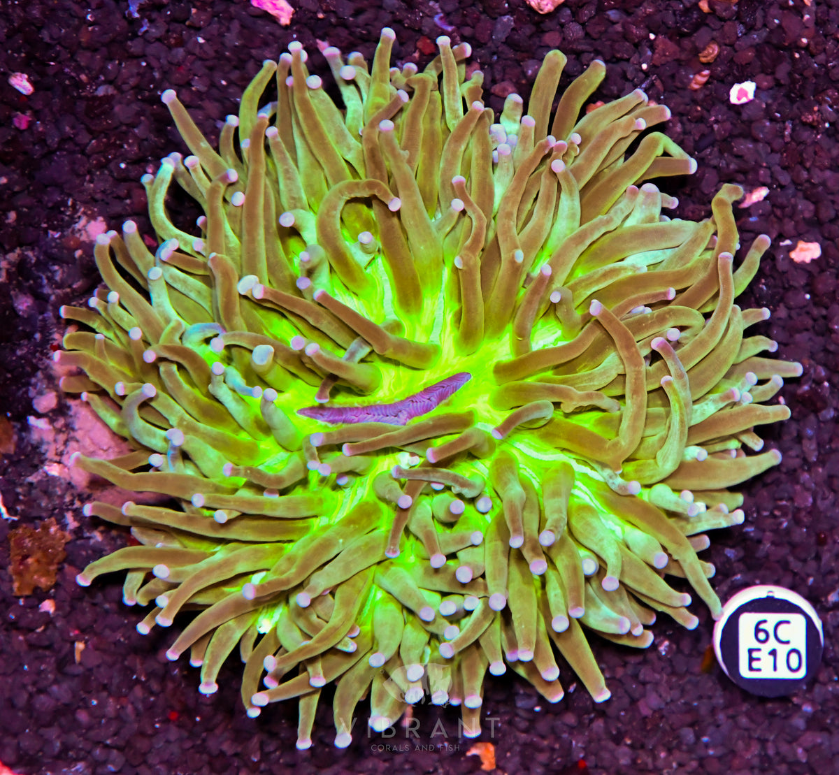Heliofungia AUS