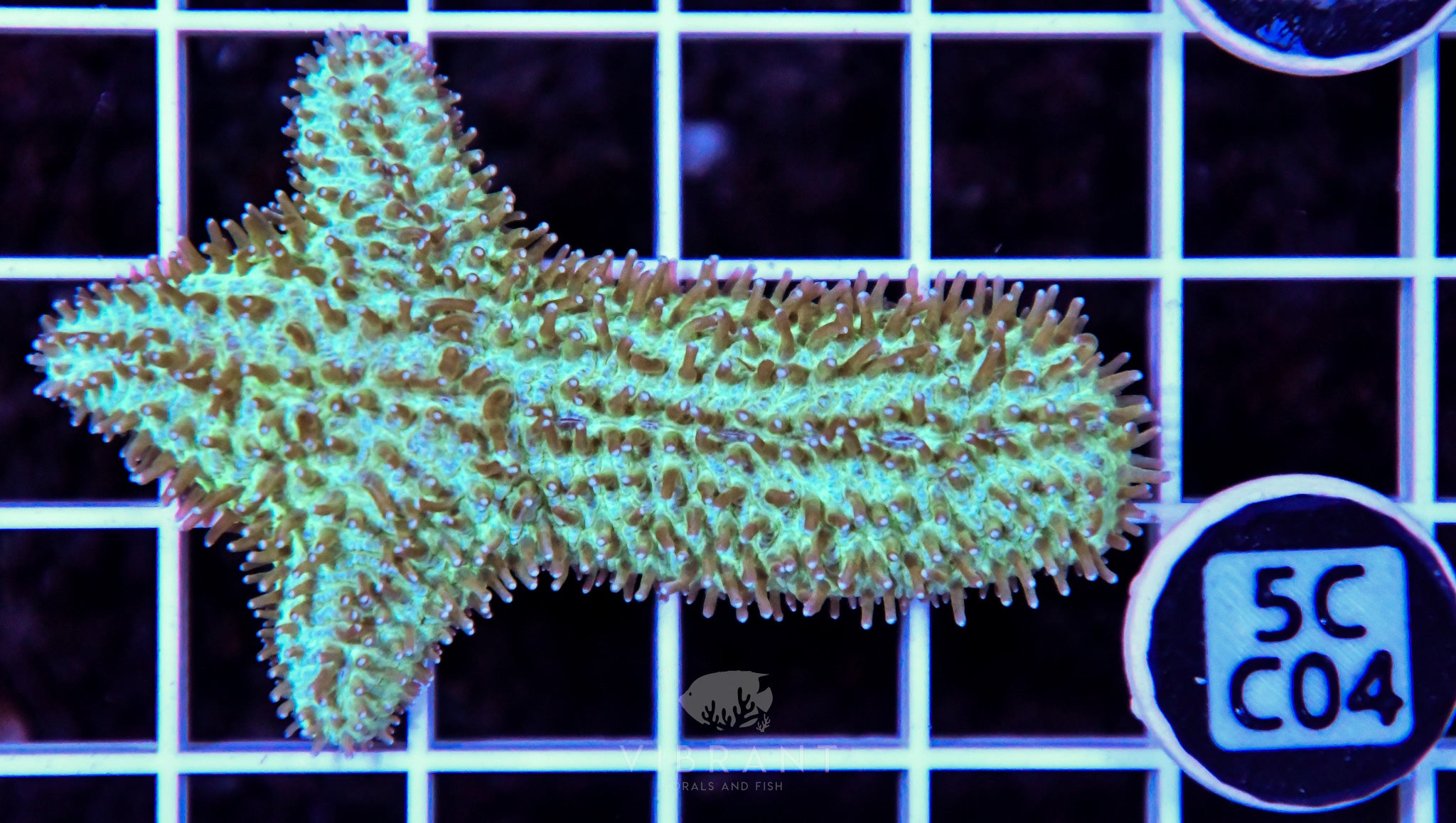 Tongue Coral AUS