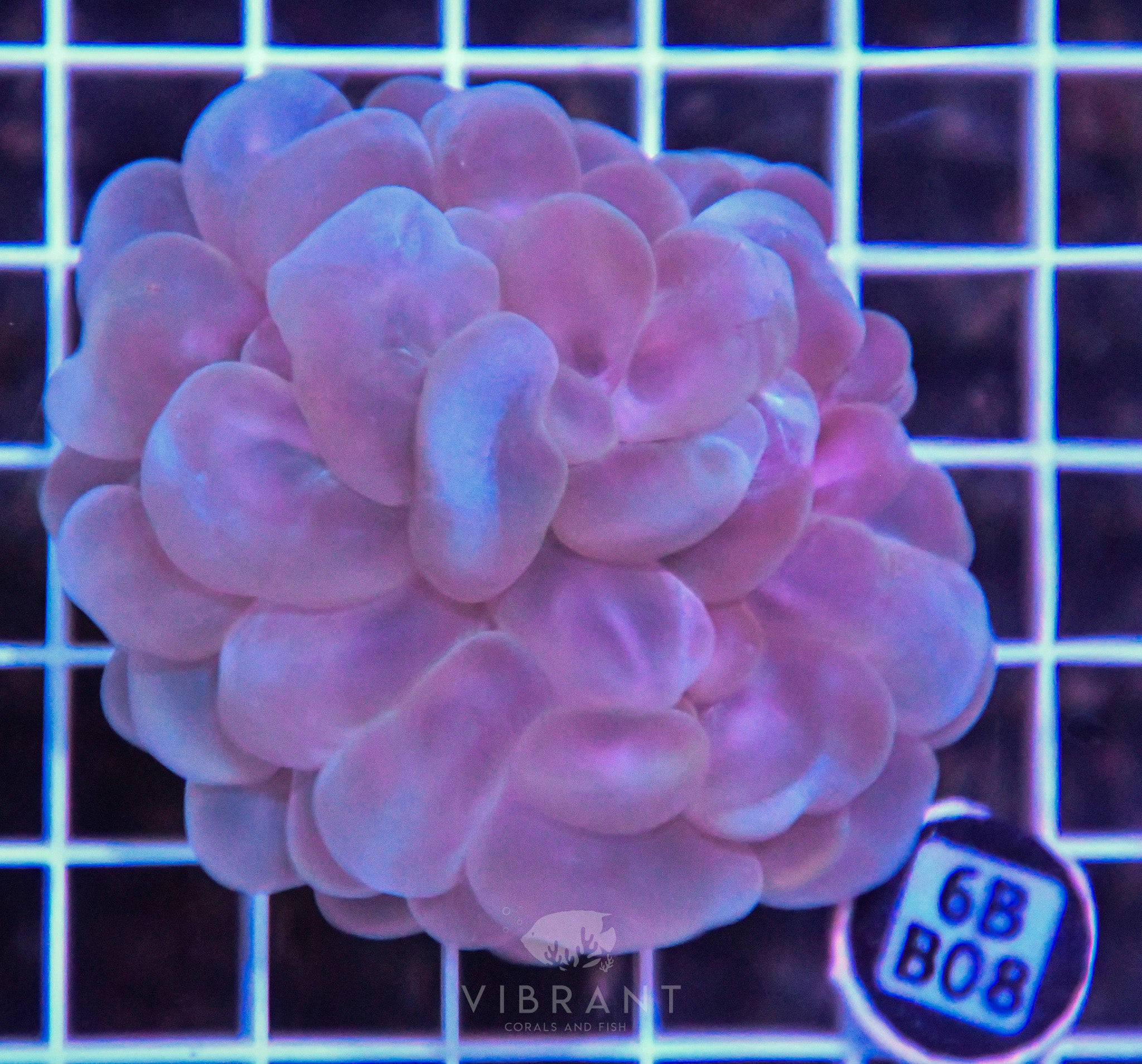 Bubble Coral SOL