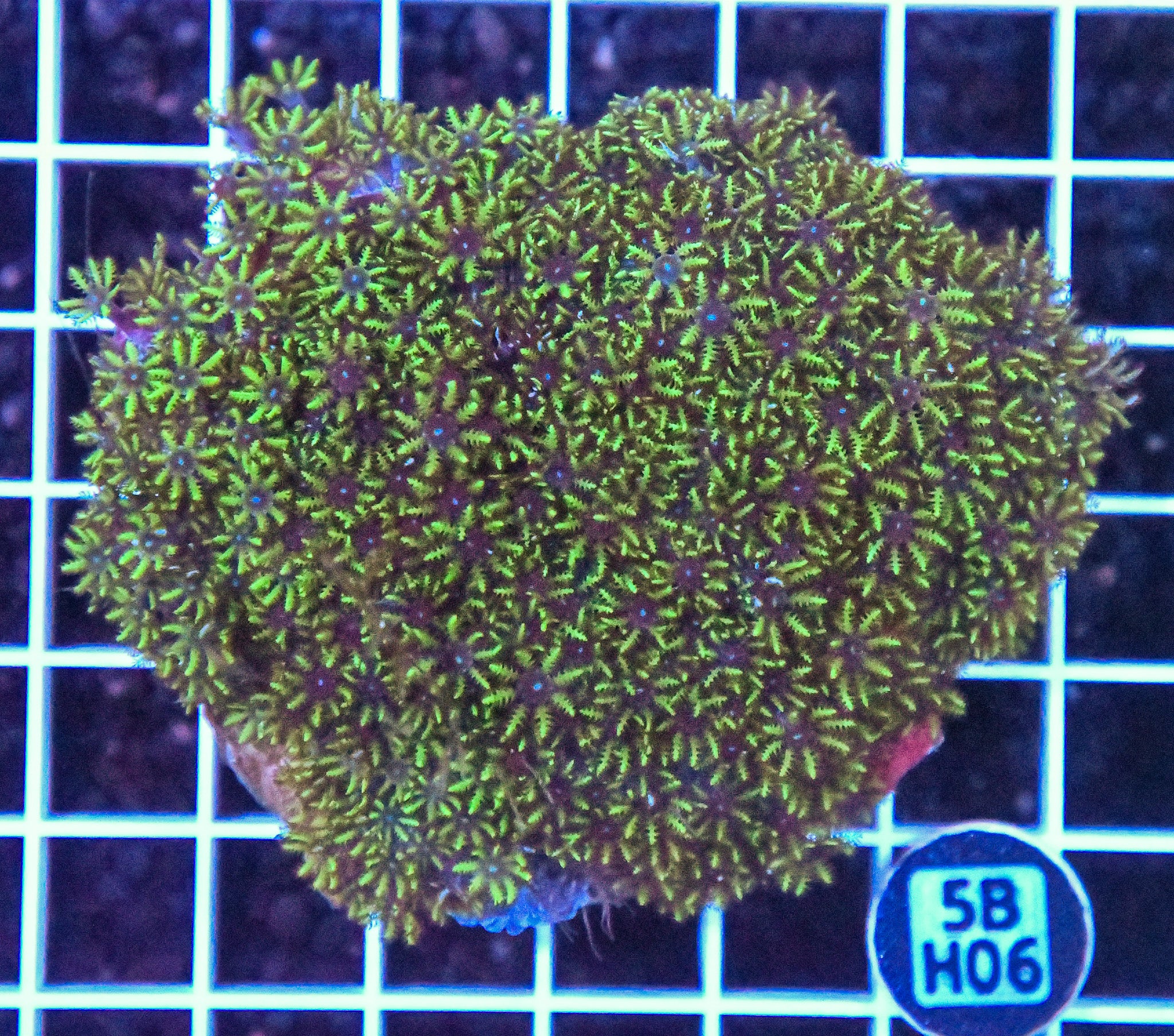 Bluew Sympodium INDO W