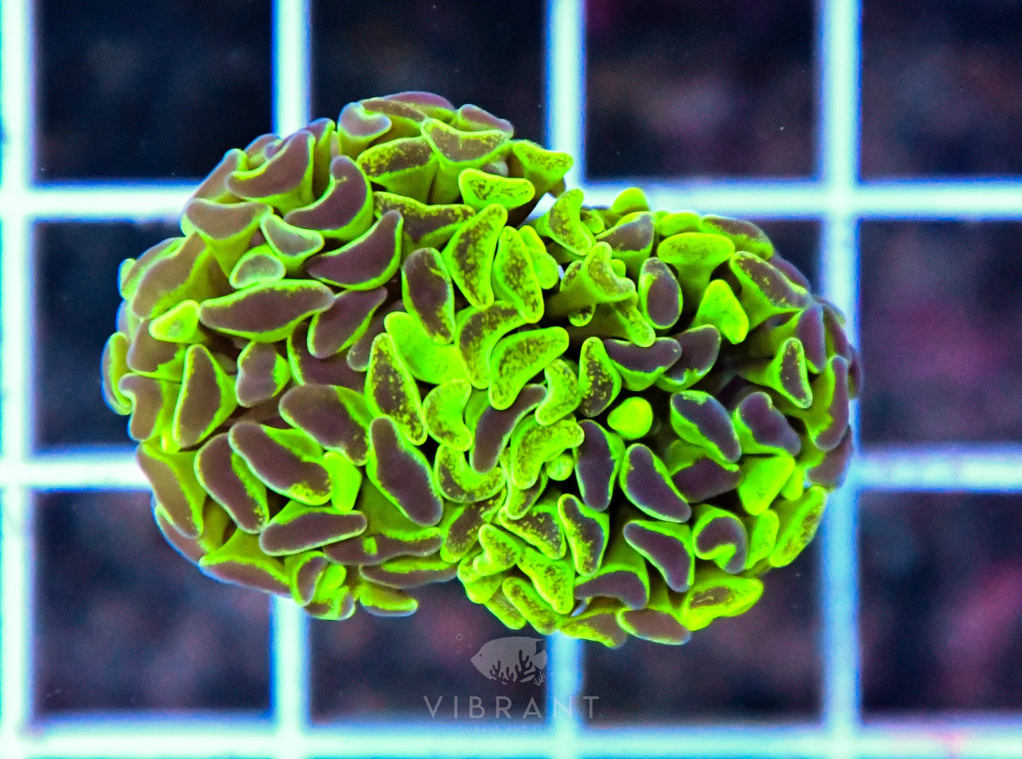 Hammer Branching SPLATTER AUS Per Polyp (sample)