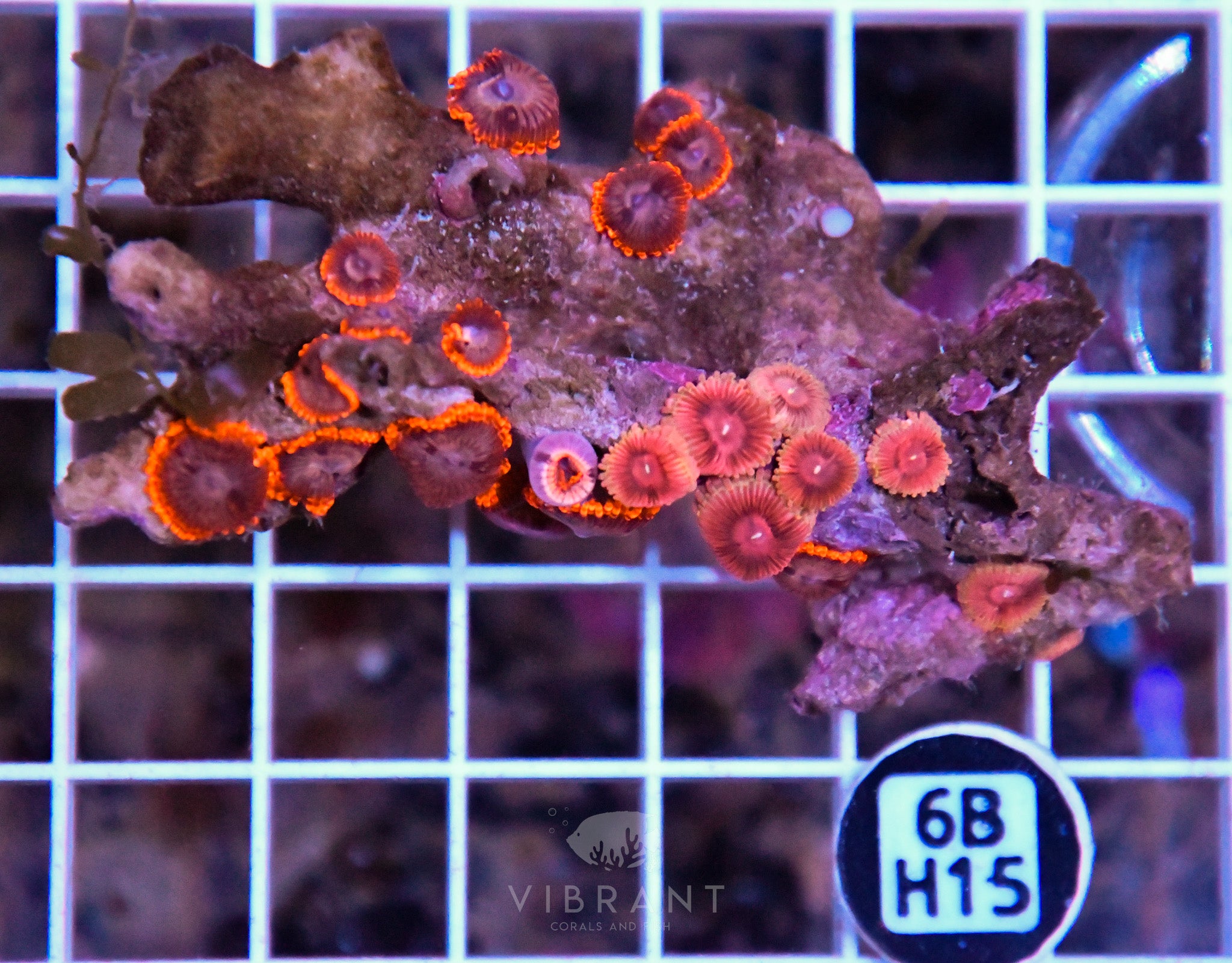 Zoa INDO W