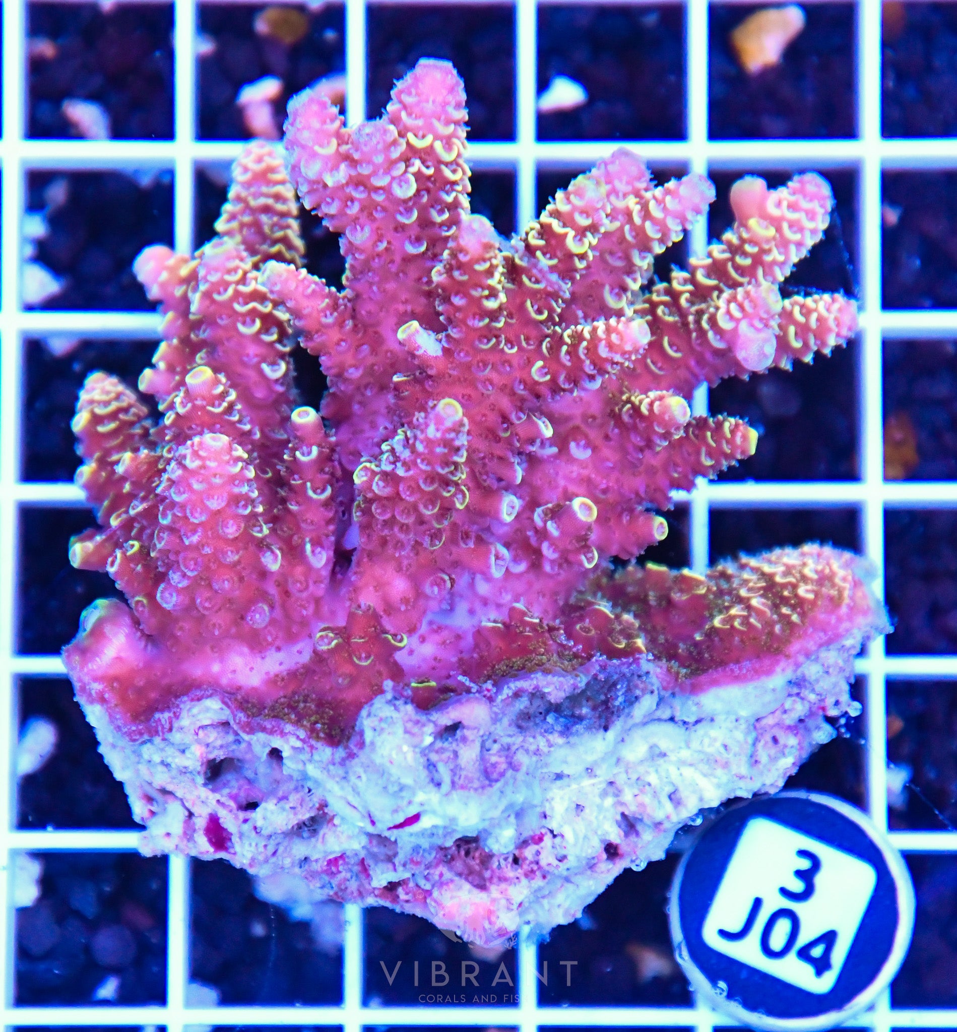 Acro AUS