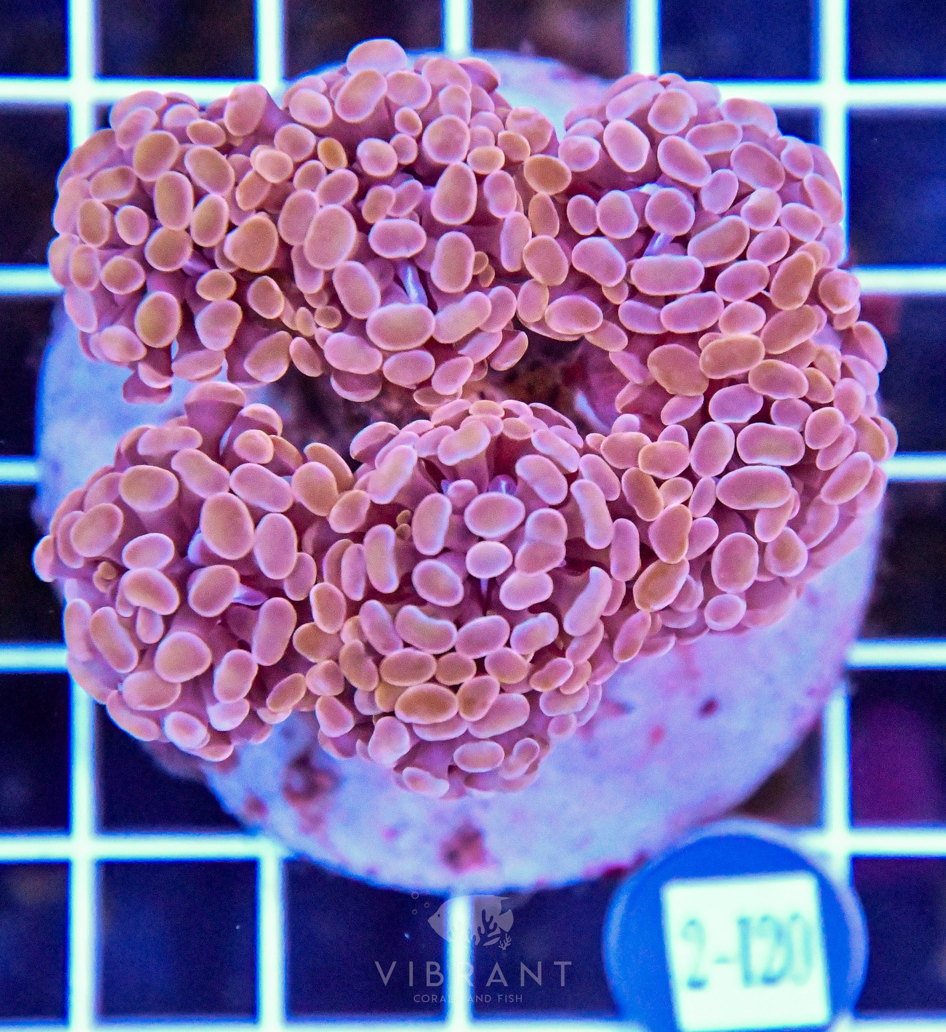 Hammer Branching INDO