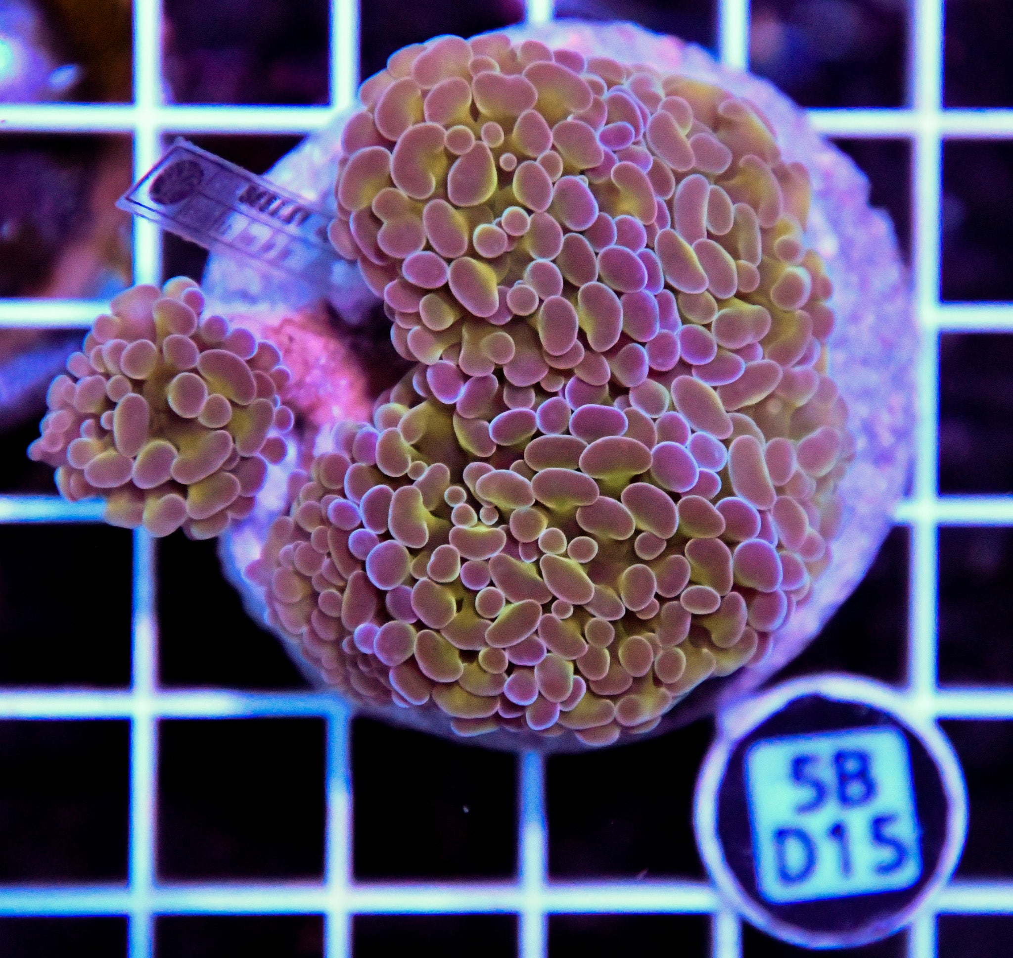 Hammer Branching INDO Halogram