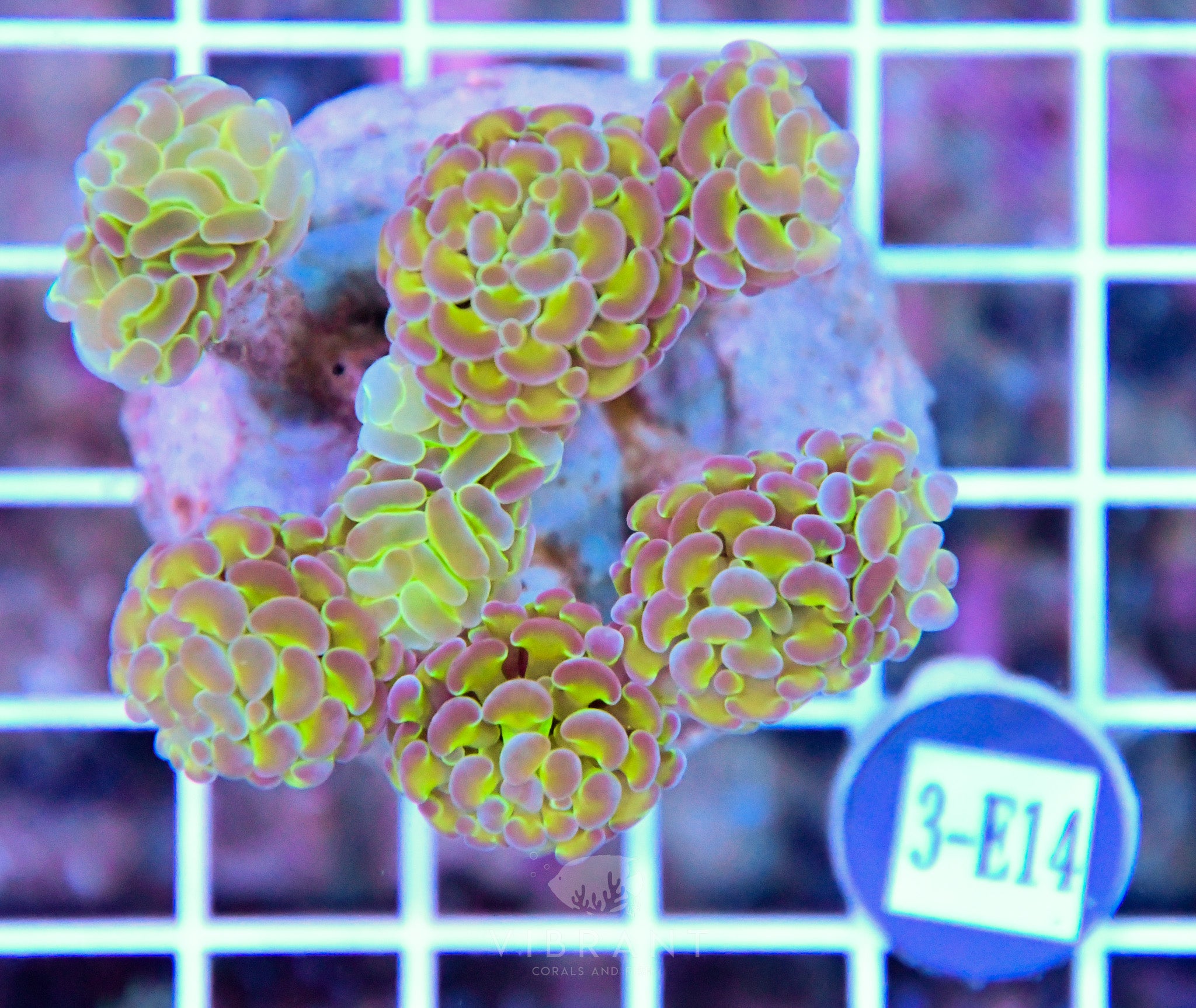 Hammer Branching Hologram INDO