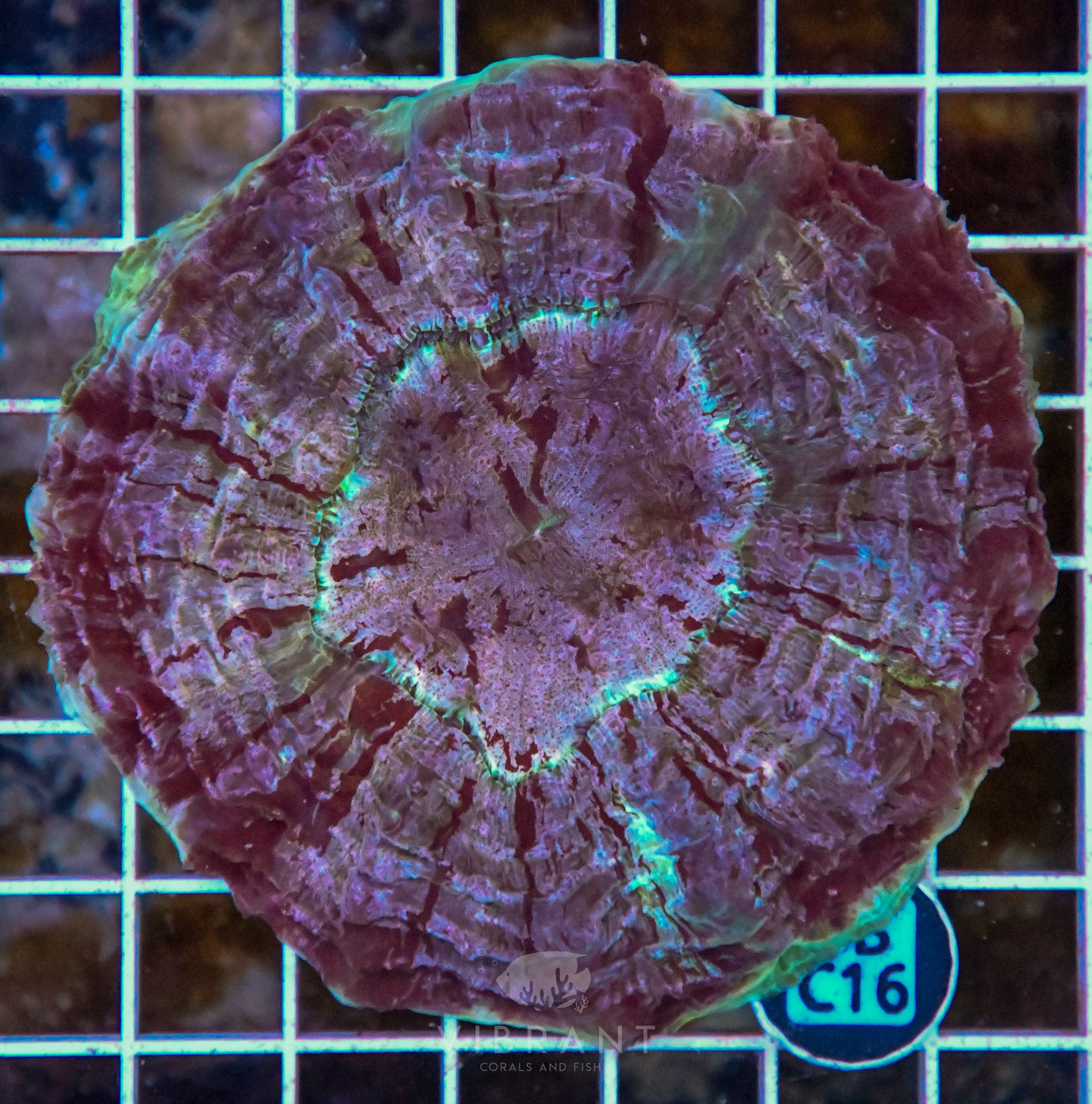 Acanthophyllia INDO W