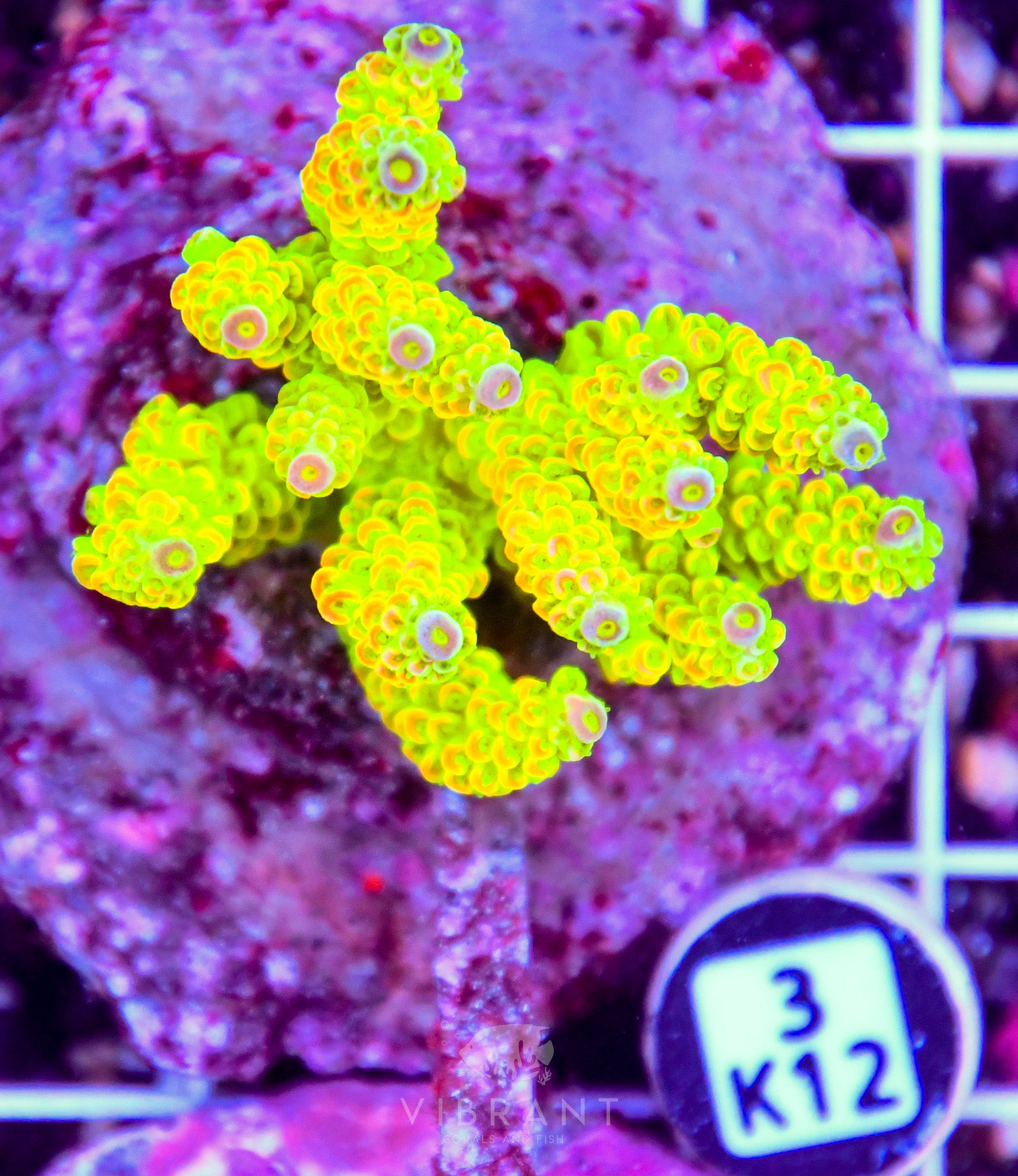 Acro INDO