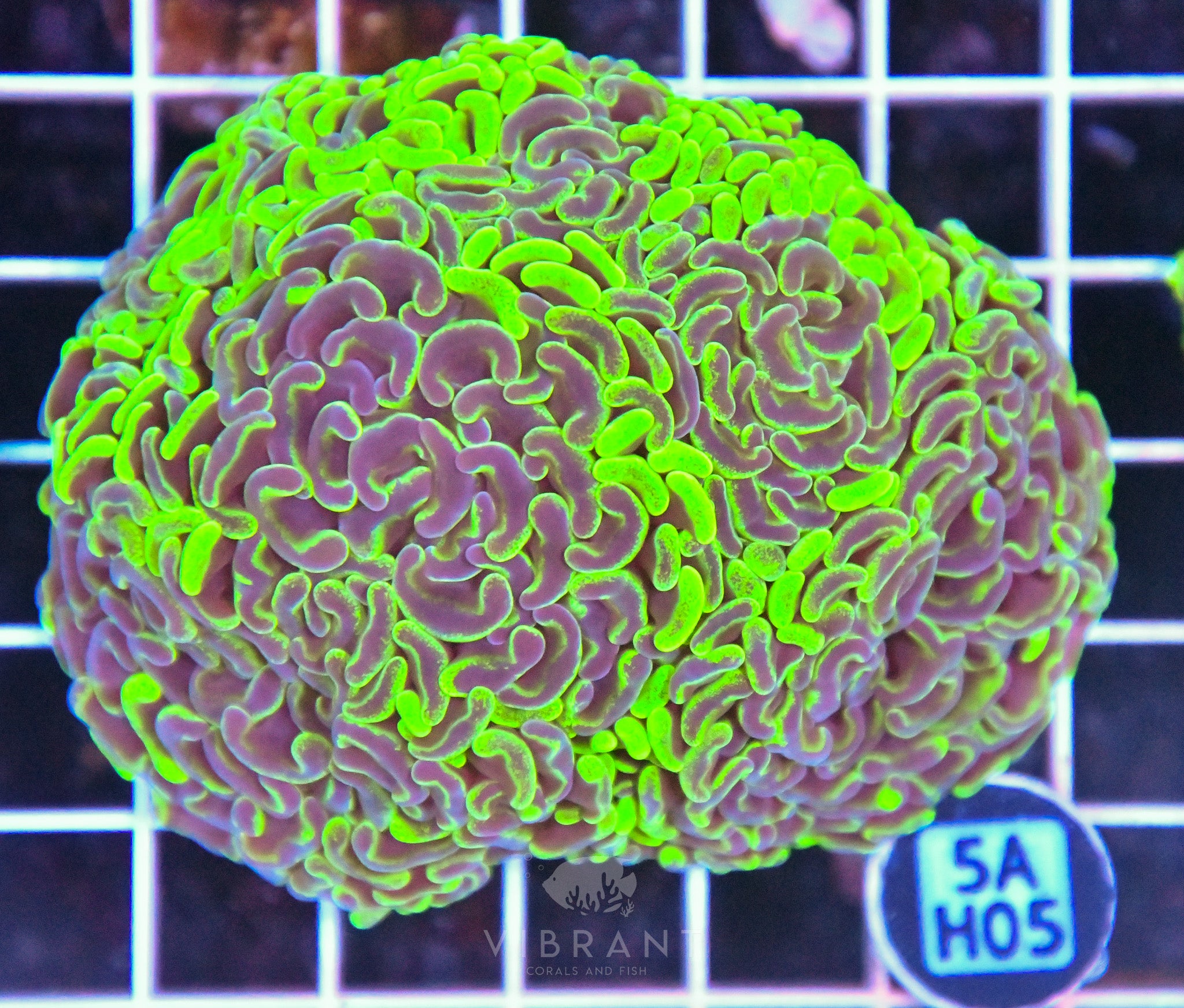 Hammer Branching AUS