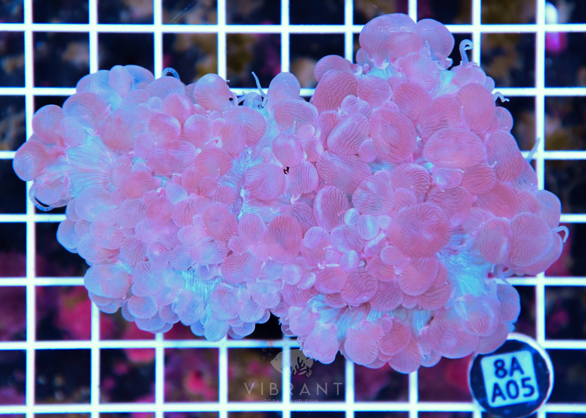 Bubble Coral AUS