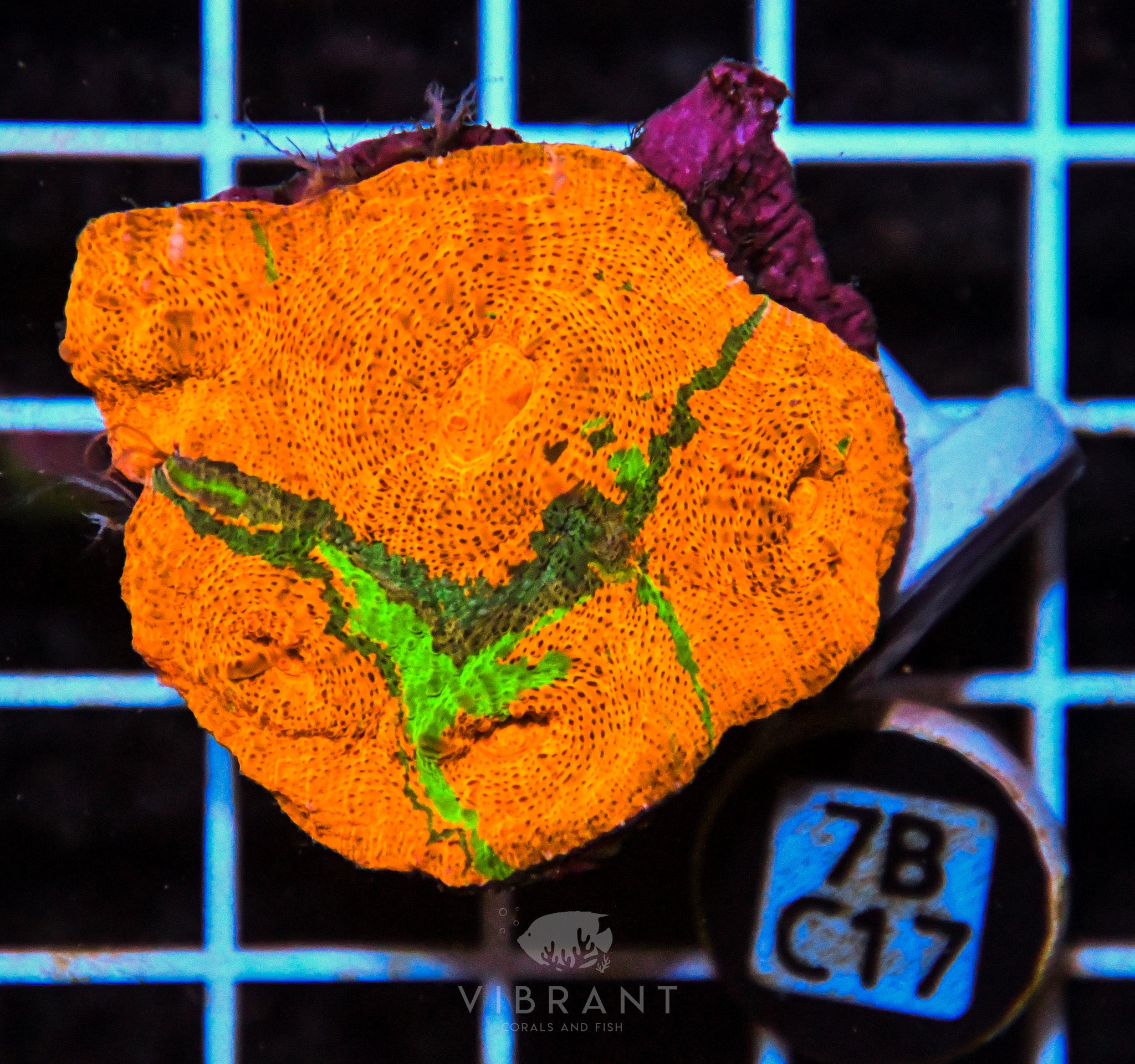 Chalice Ultra INDO W