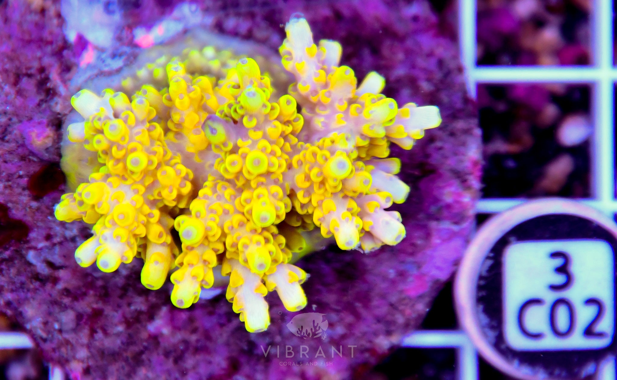 Acro INDO
