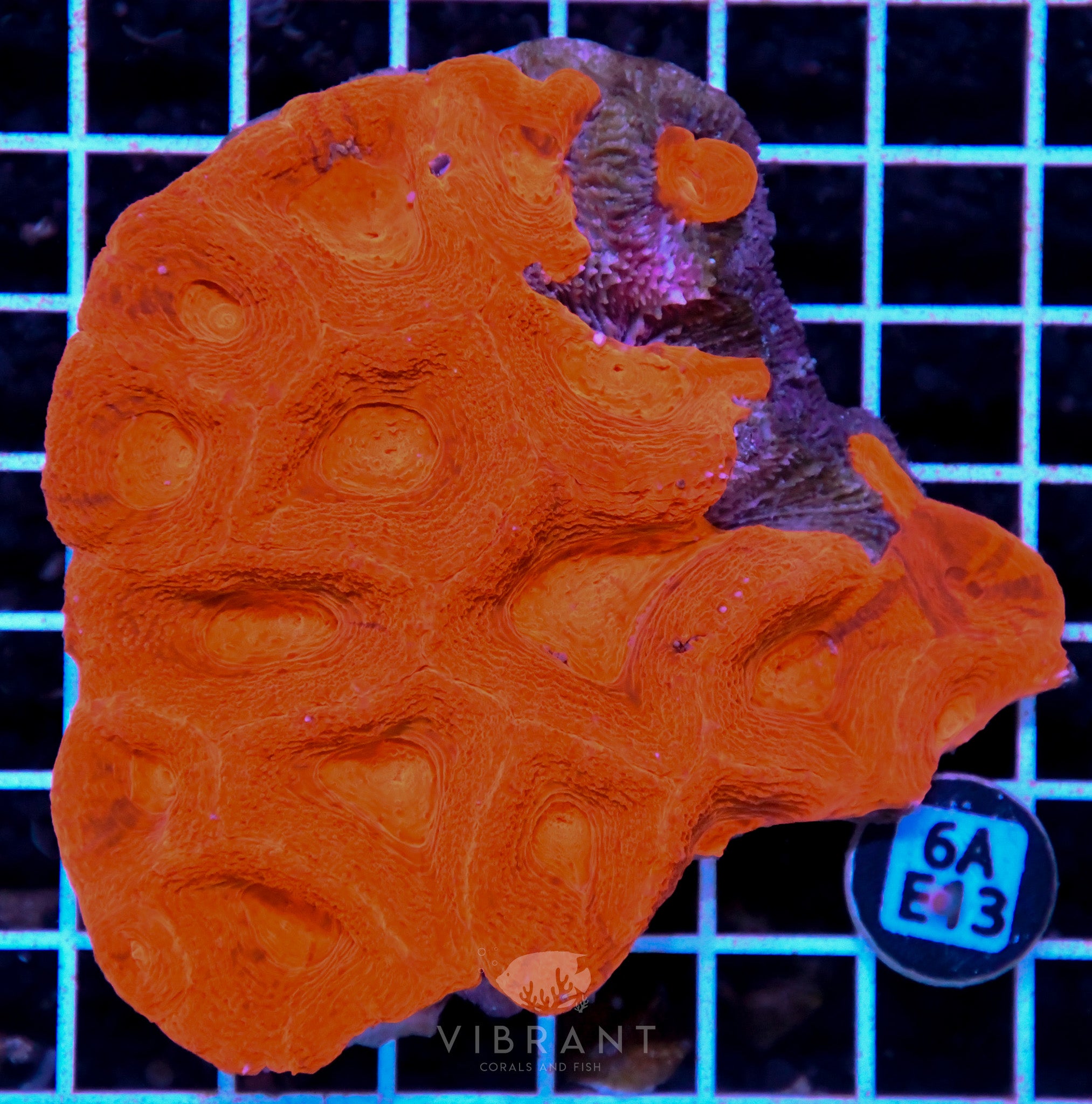 Acan Bower AUS