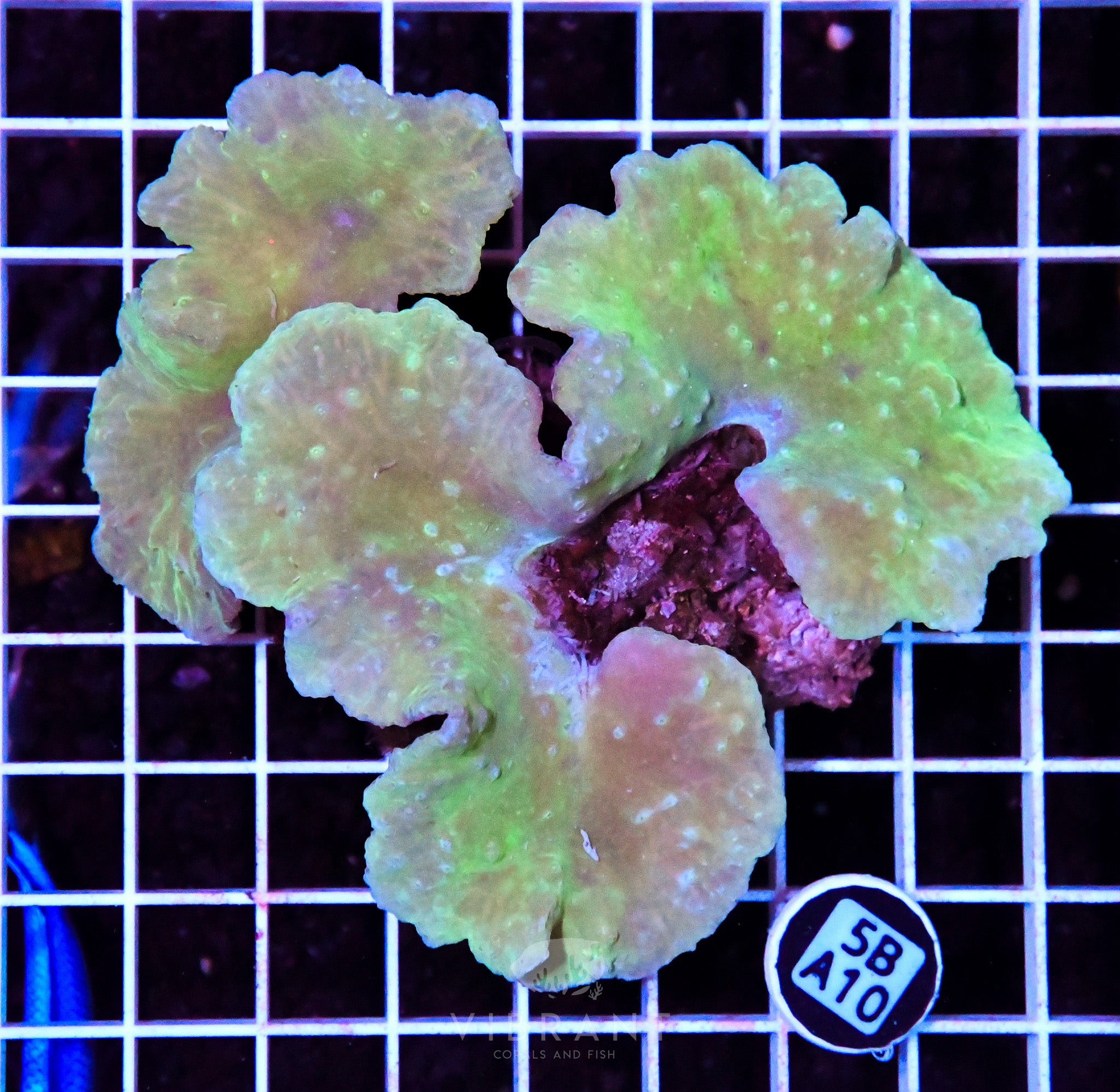 Cabbage Coral INDO W