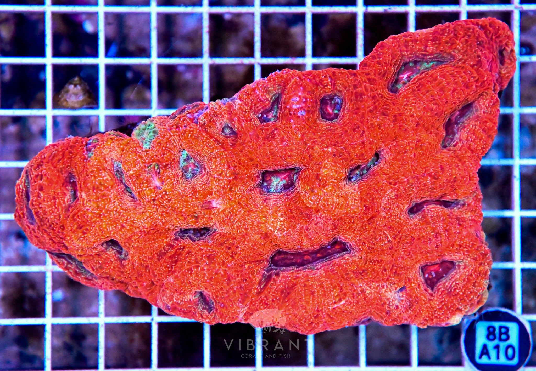 Acan Bower AUS