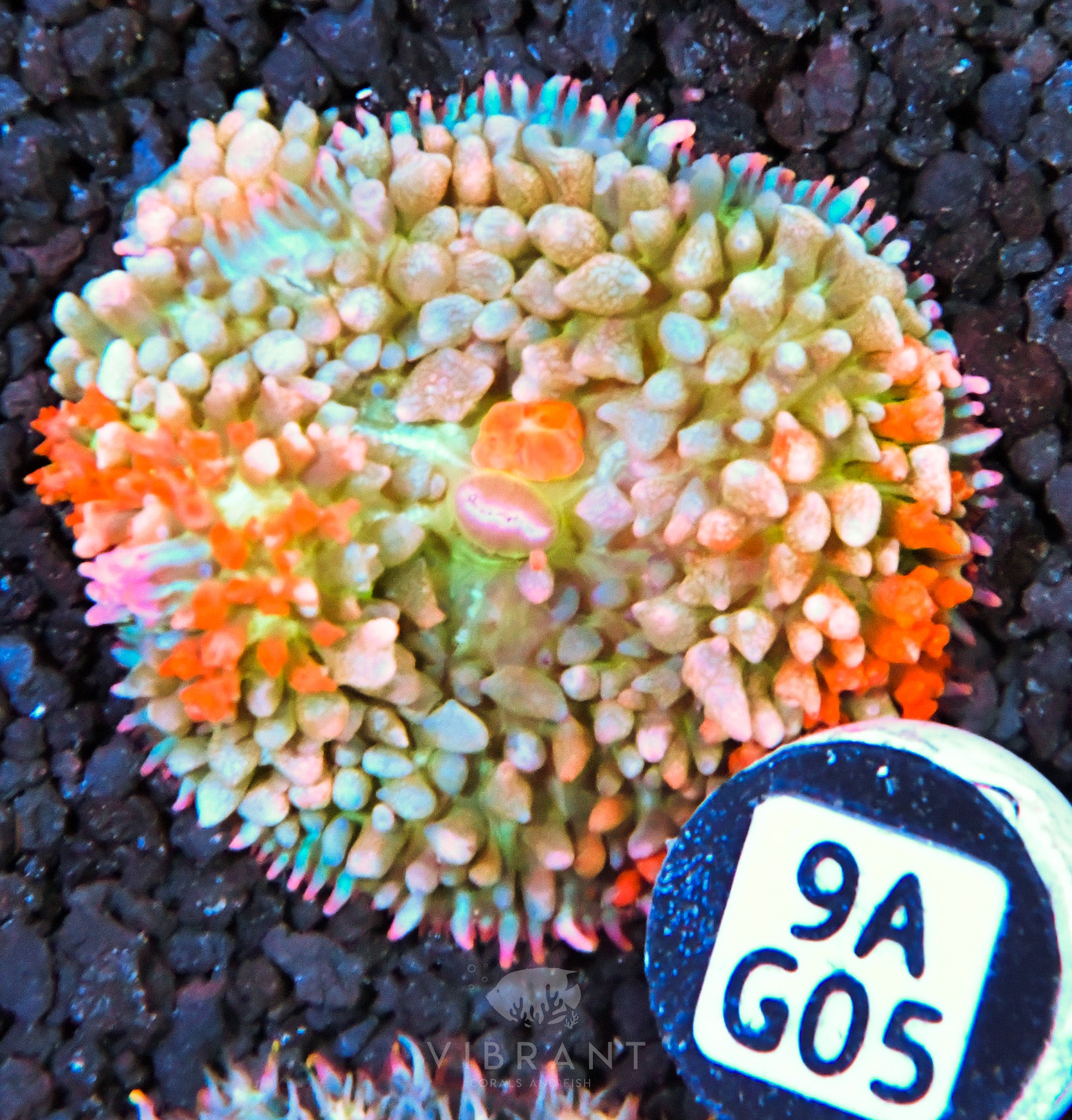 ⭐️ St Thomas Mushroom