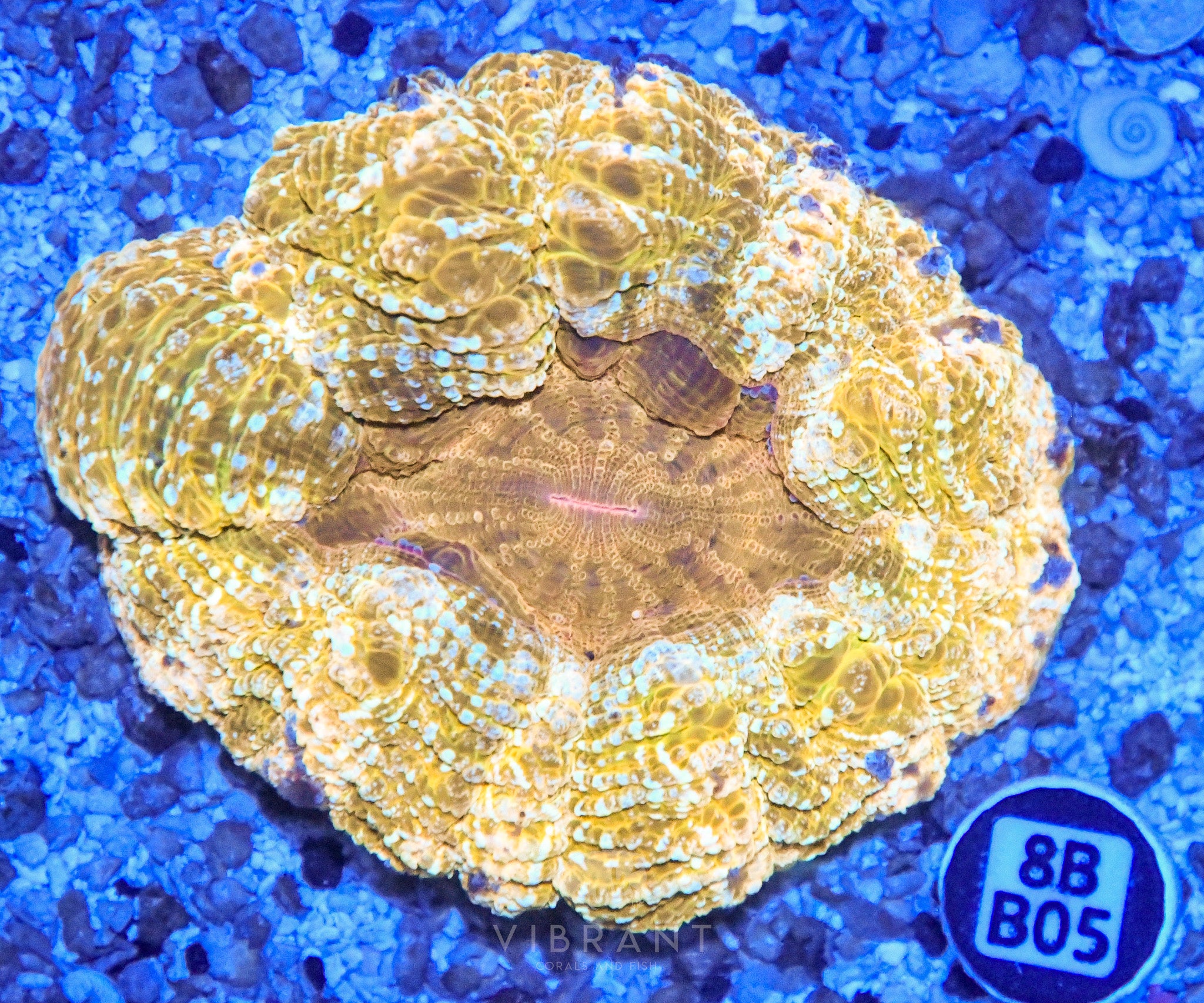 Acanthophyllia  INDO W