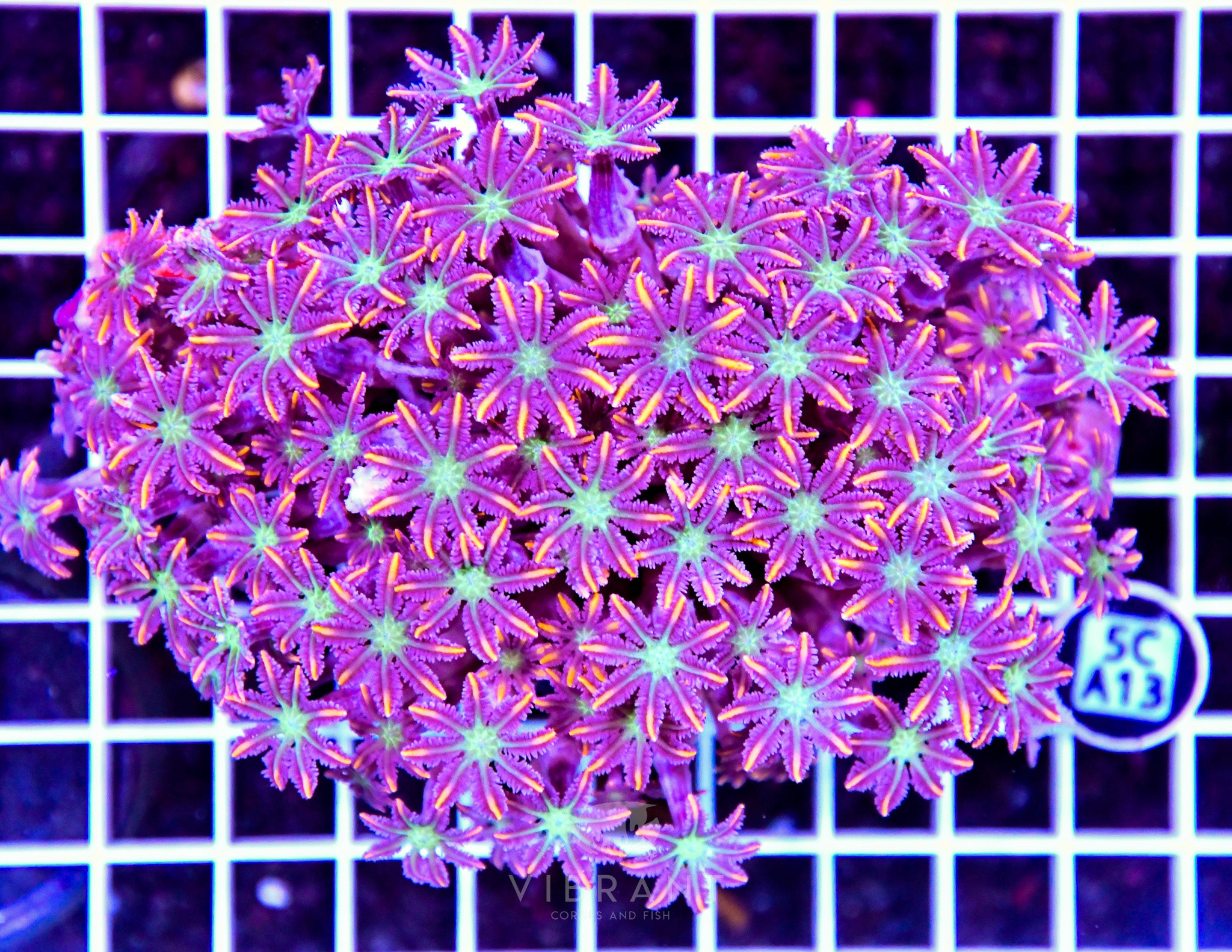 Clove Polyp INDO W