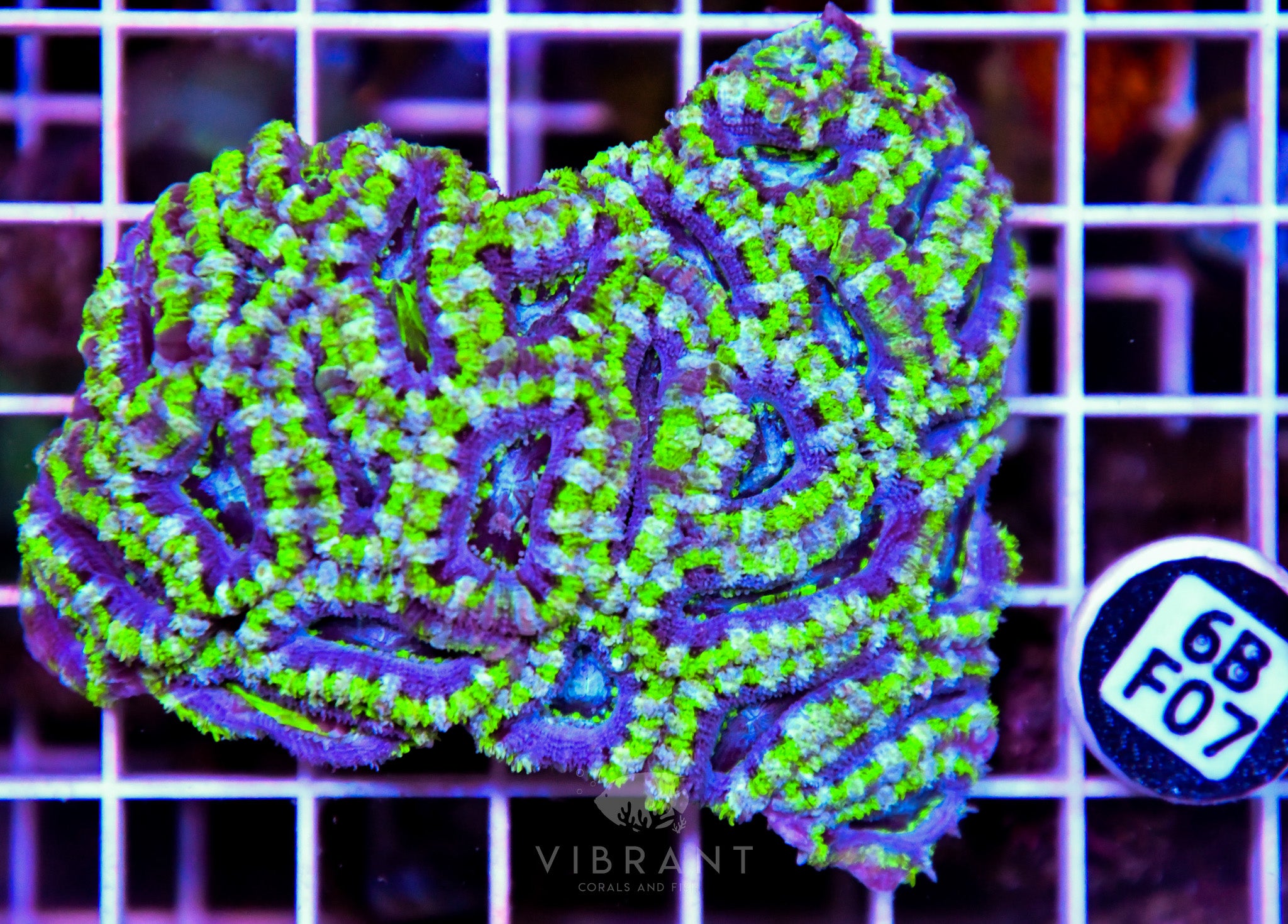 Acan Lord AUS
