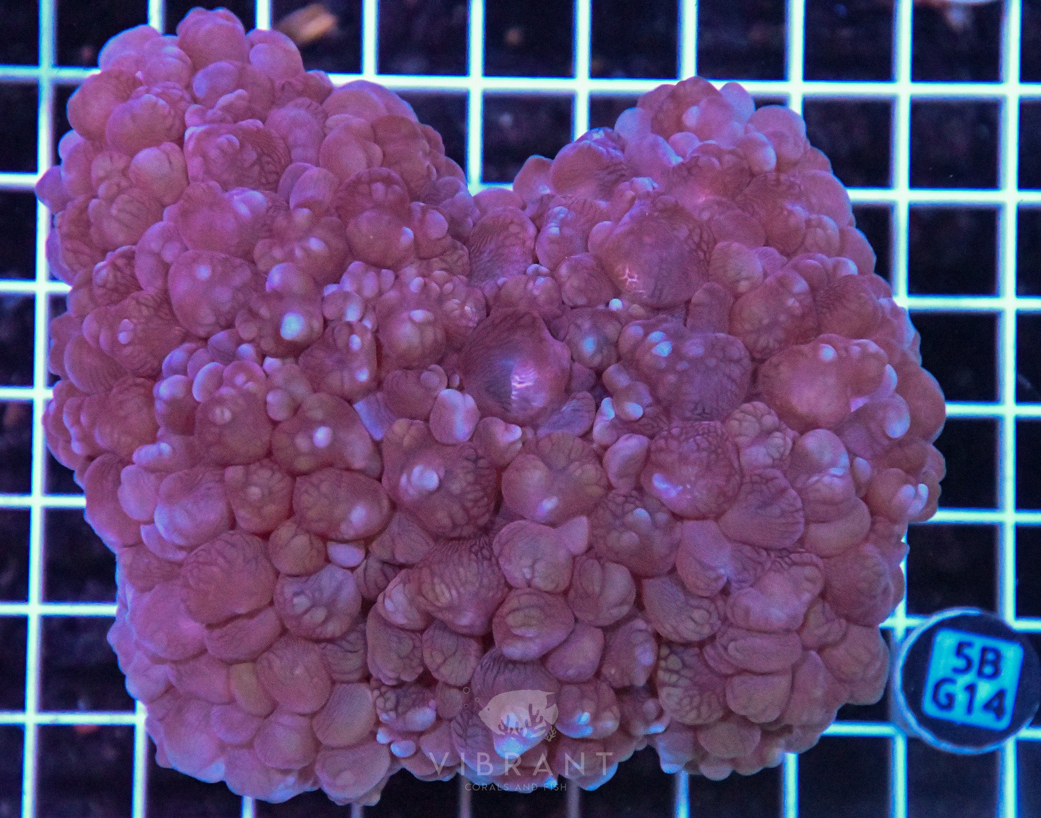 Bubble Coral AUS