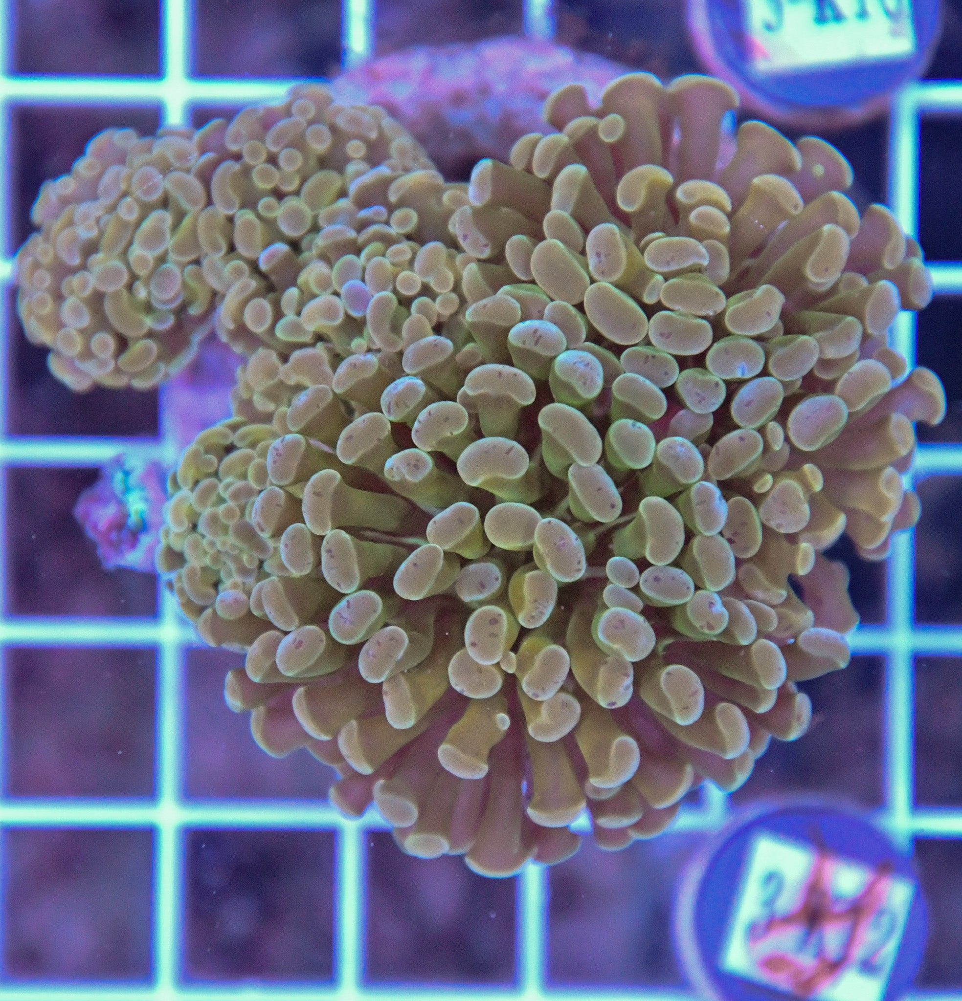 Hammer Branching INDO