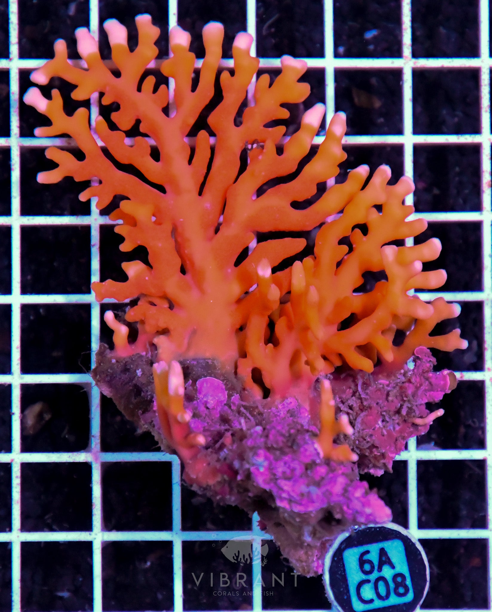 Lace Coral AUS