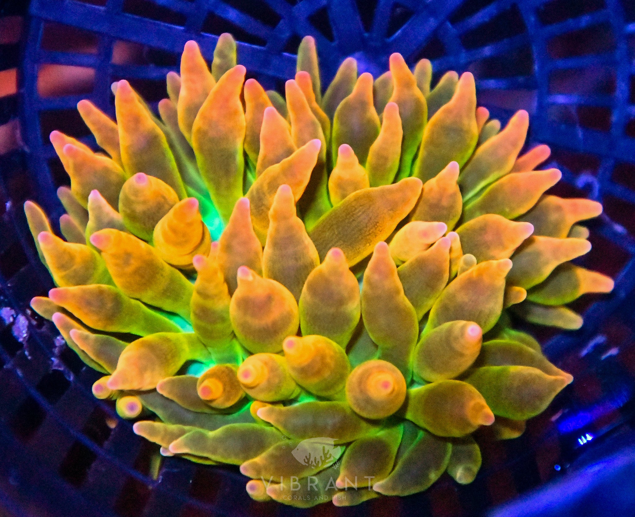 Bubble Tip Aquacultured Anemone