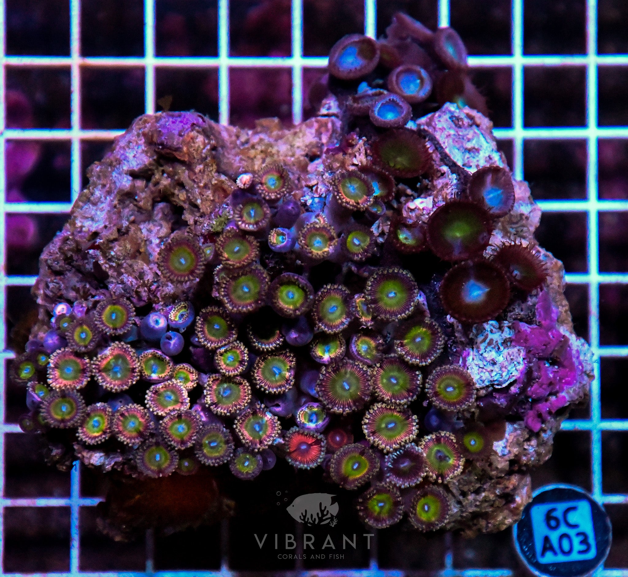 Zoa INDO W