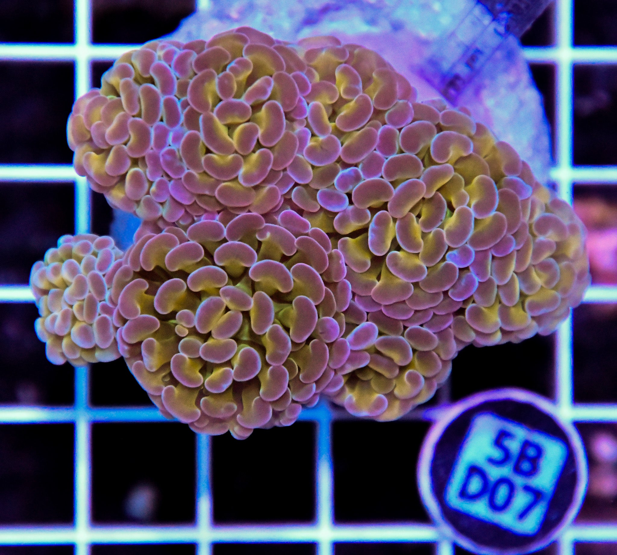 Hammer Branching INDO Halogram