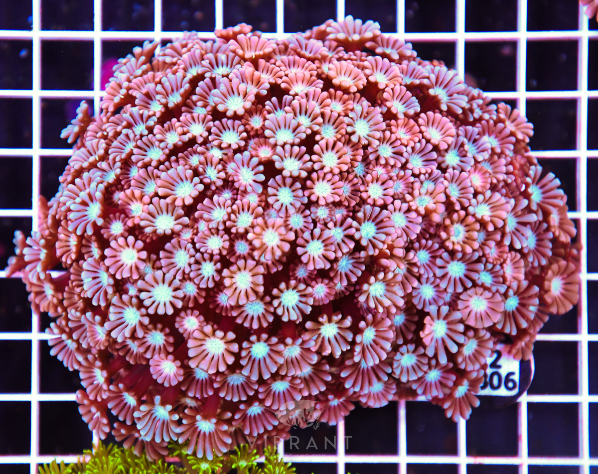 Alveopora AUS