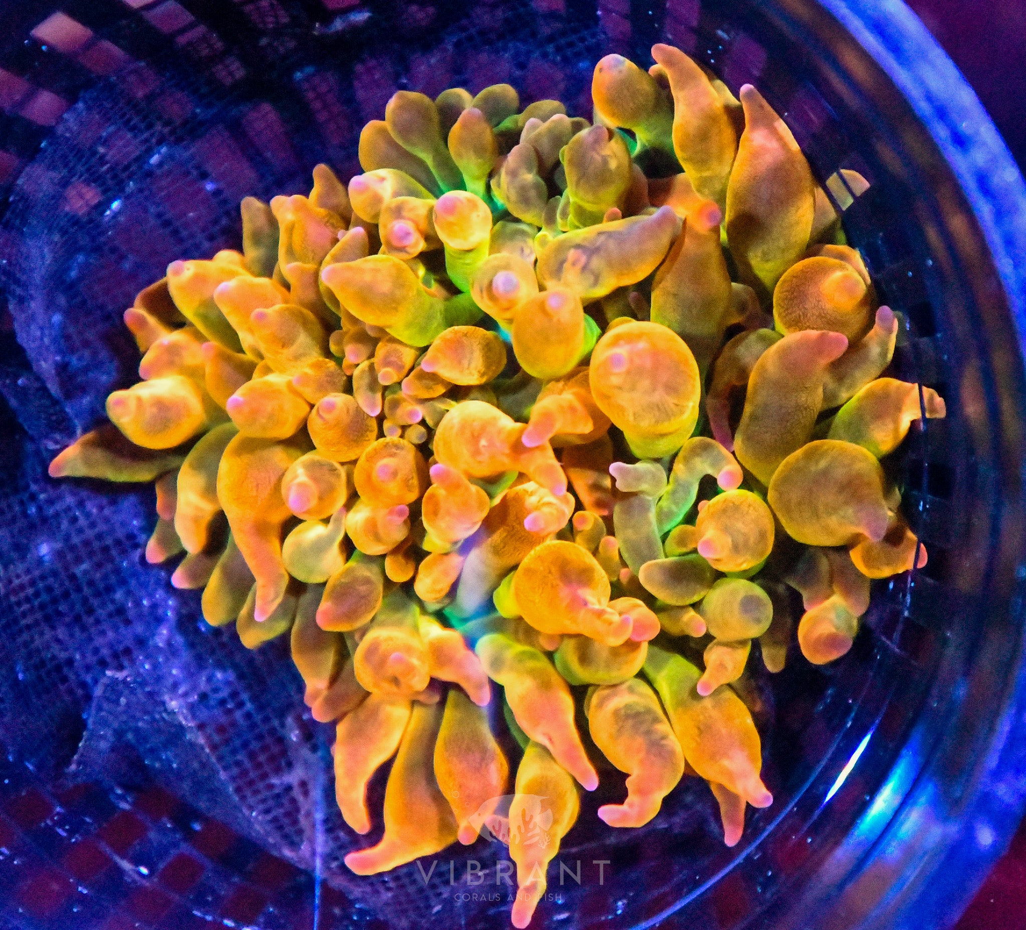 Bubble Tip Aquacultured Anemone