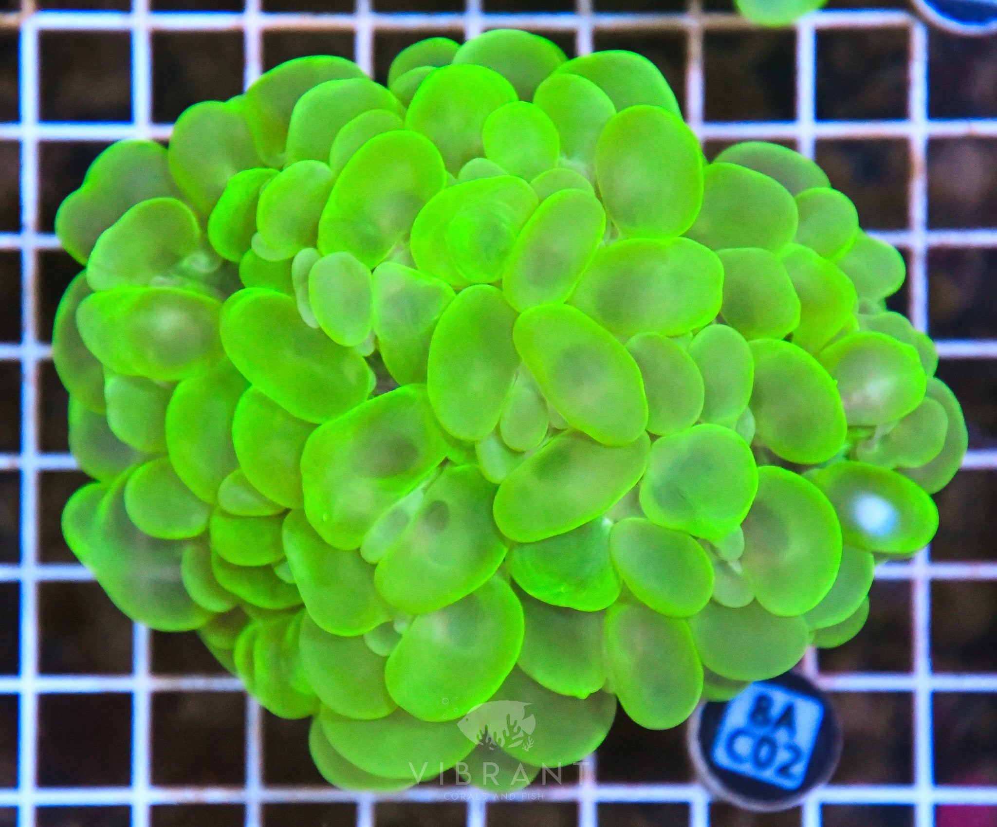 Bubble Coral INDO W