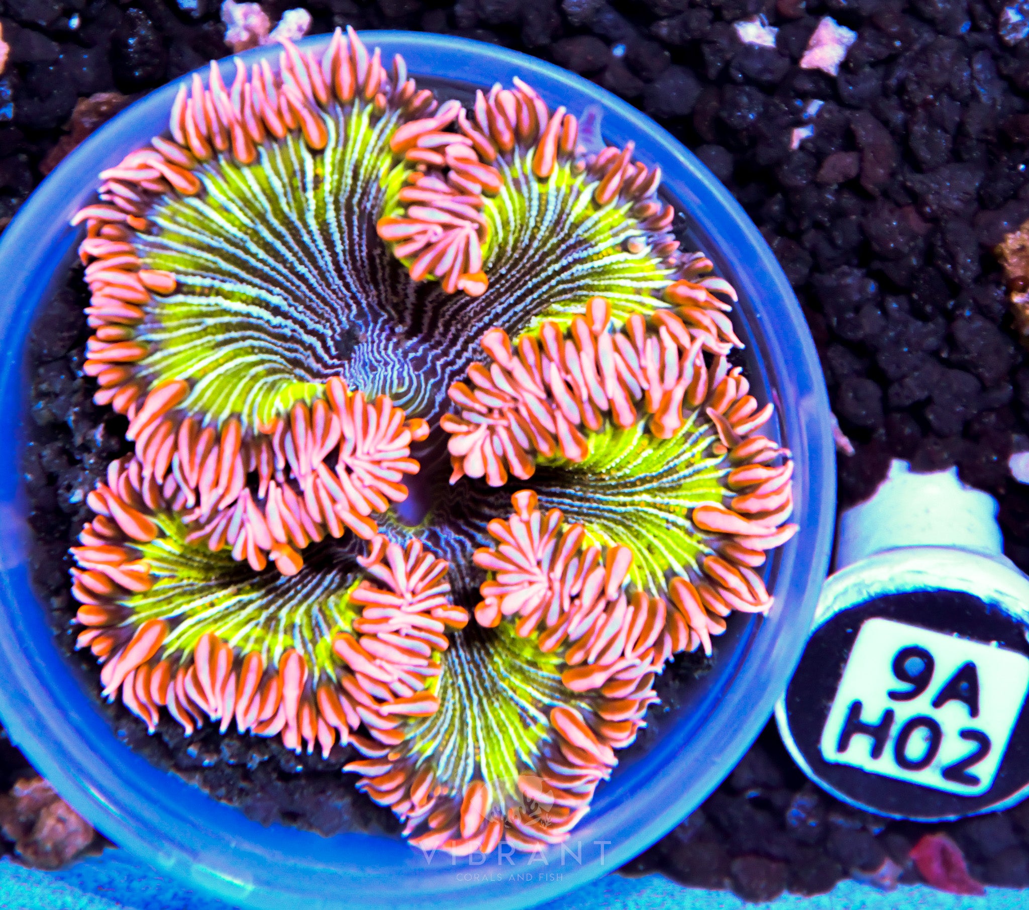 ⭐️ Rock Flower Anemone