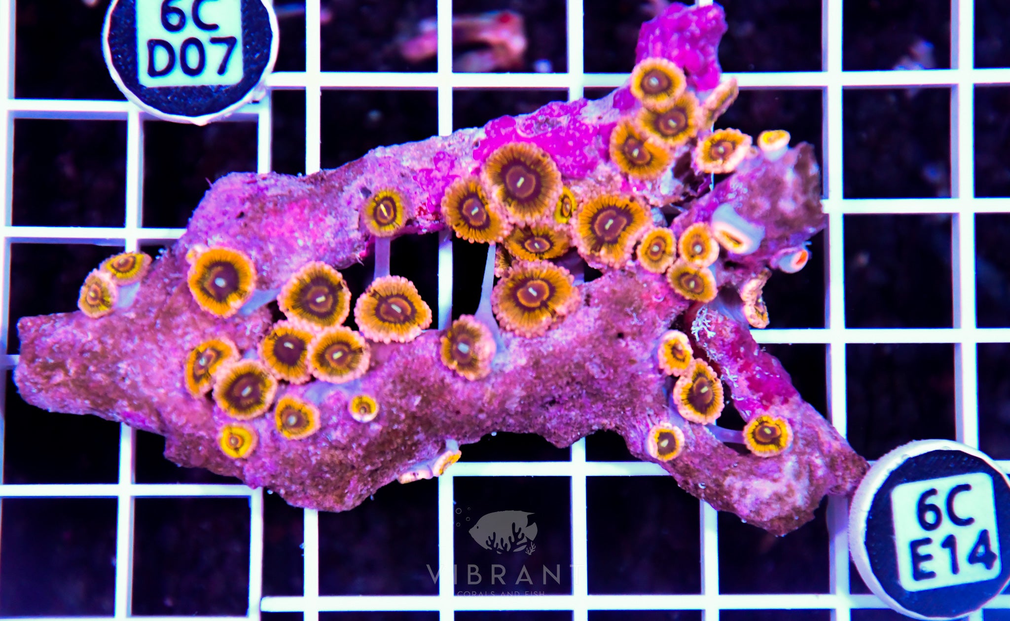 Zoa INDO W