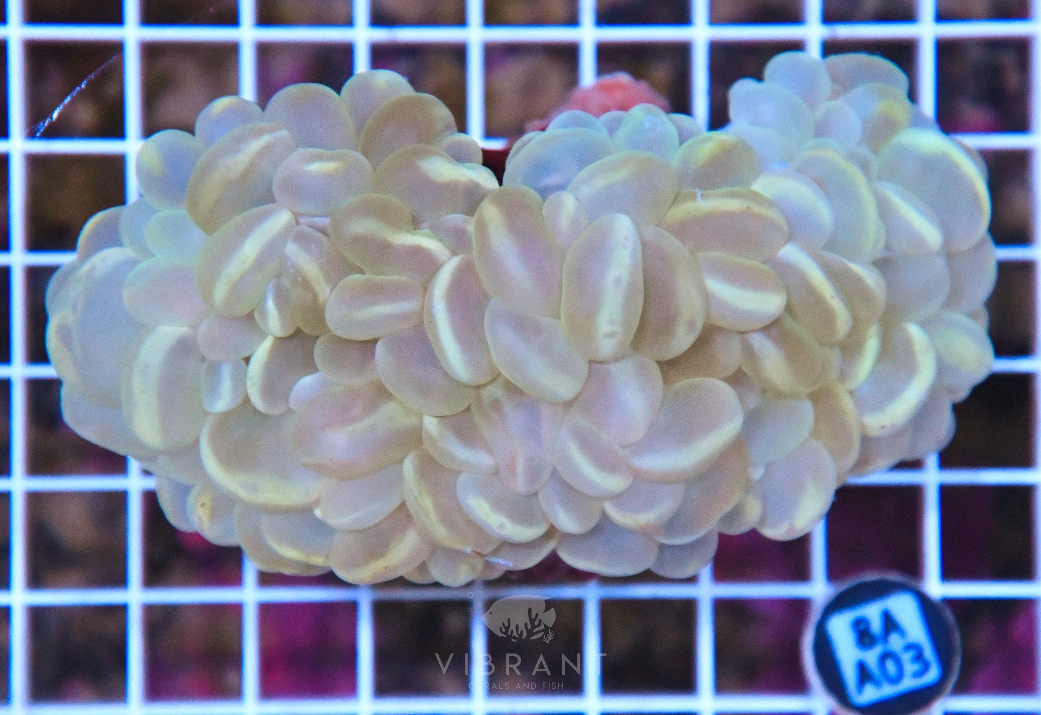 Bubble Coral INDO W